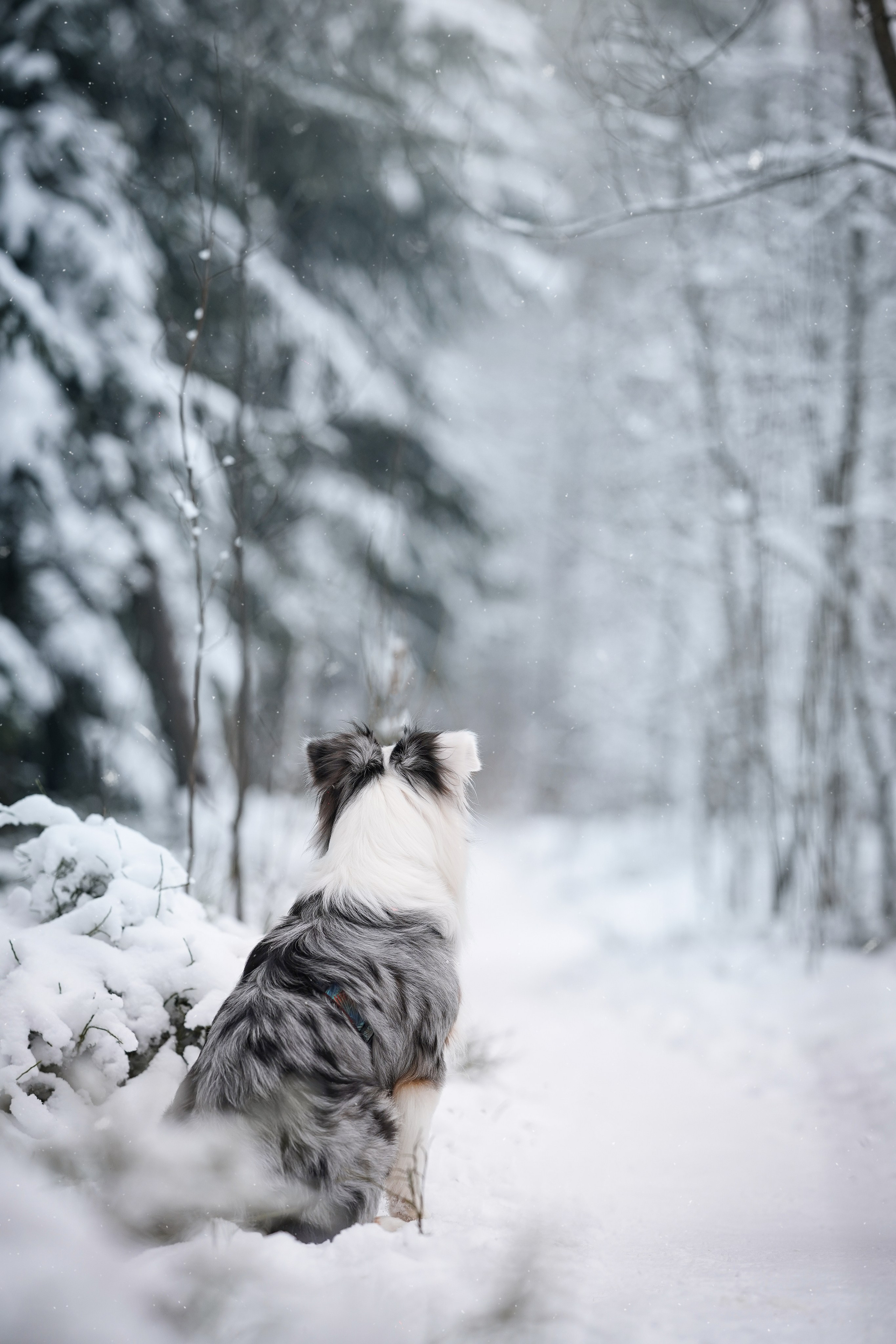 Антон Аиша и Римус. Фотограф-анималист в Санкт-Петербурге Яна Мартынова