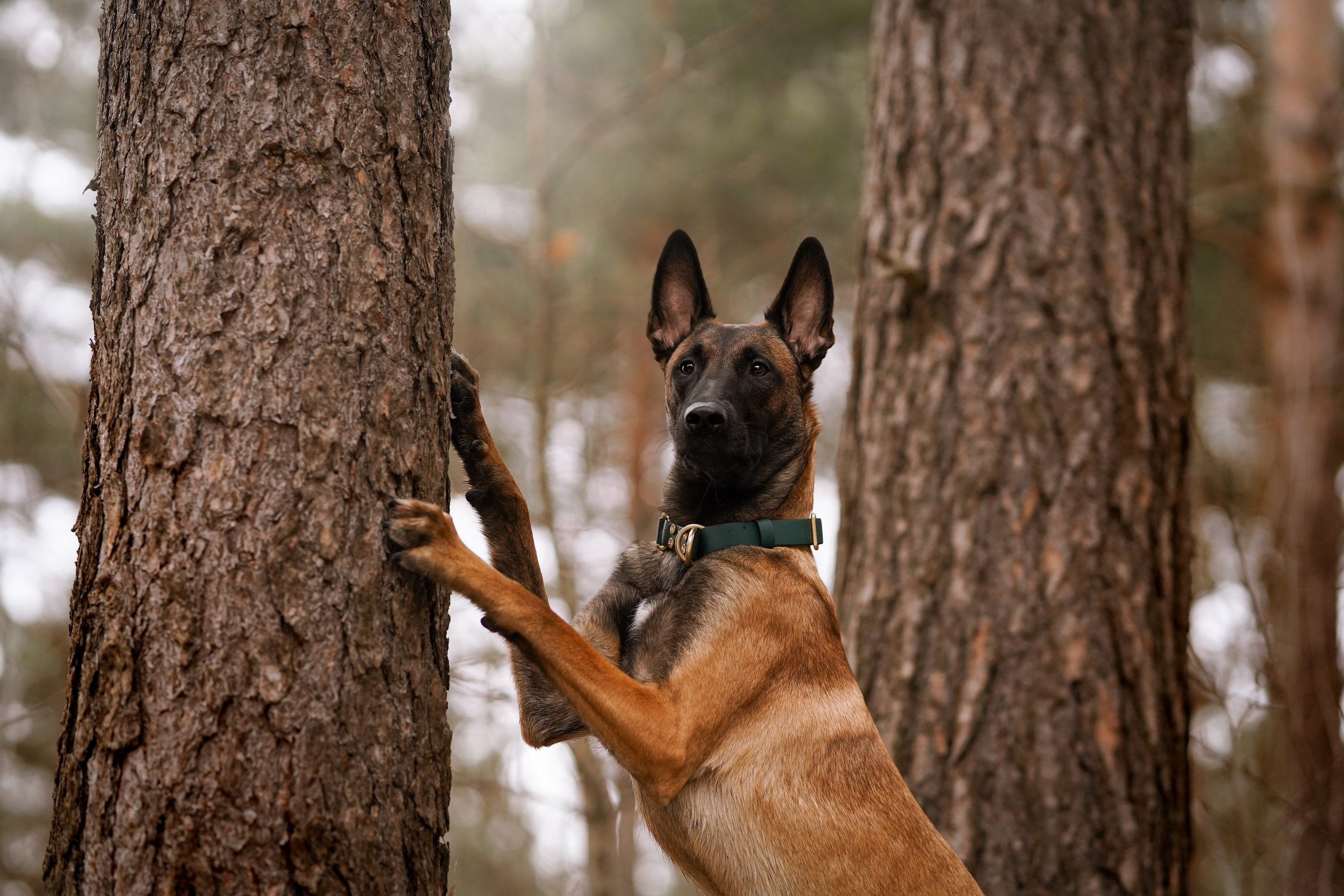 Панда и Эста. Фотограф-анималист в Санкт-Петербурге Яна Мартынова