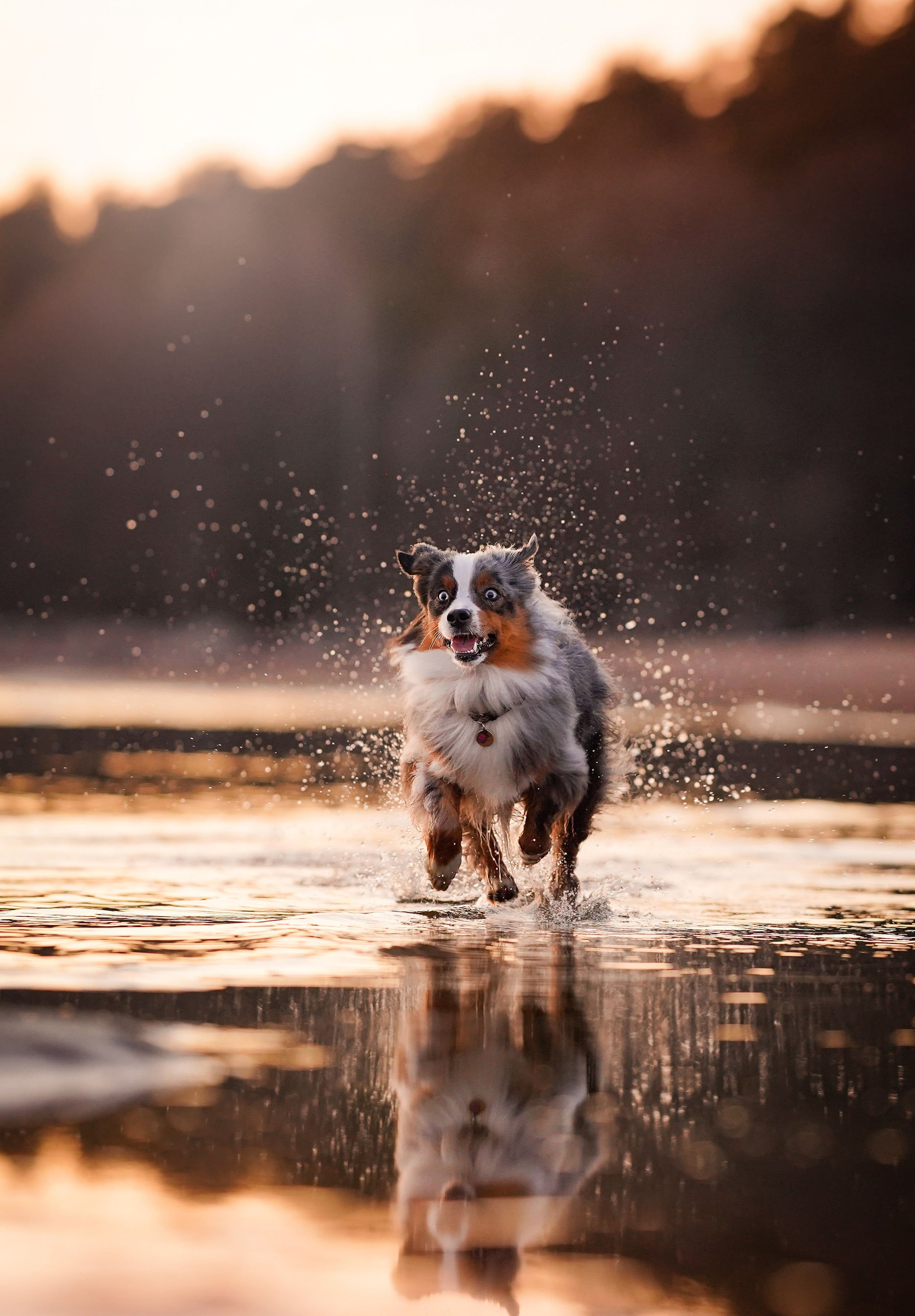 Алиса и Джокер. Фотограф-анималист в Санкт-Петербурге Яна Мартынова