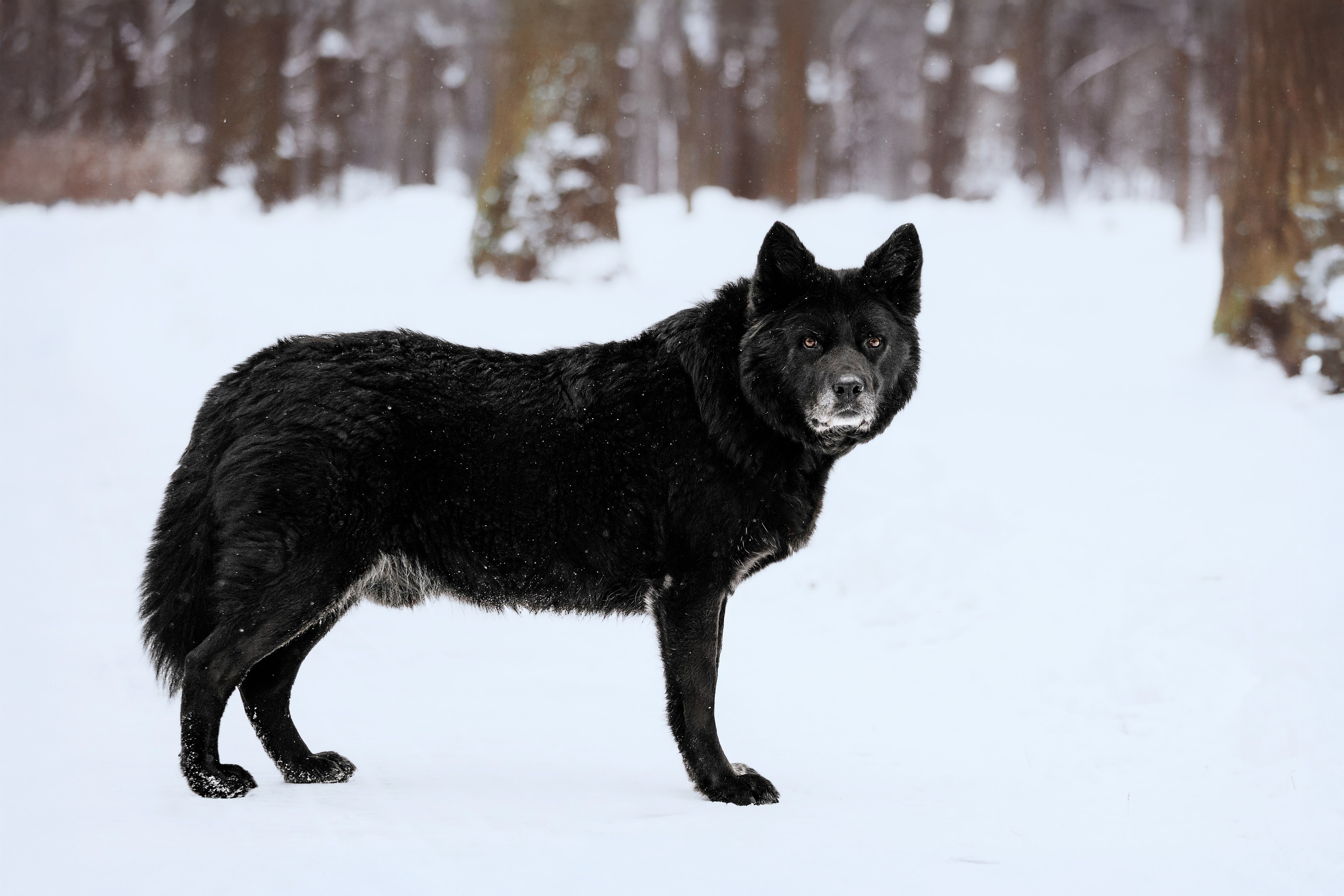 Собаки из приюта Дубовая роща зима. Фотограф-анималист Татьяна Степанова