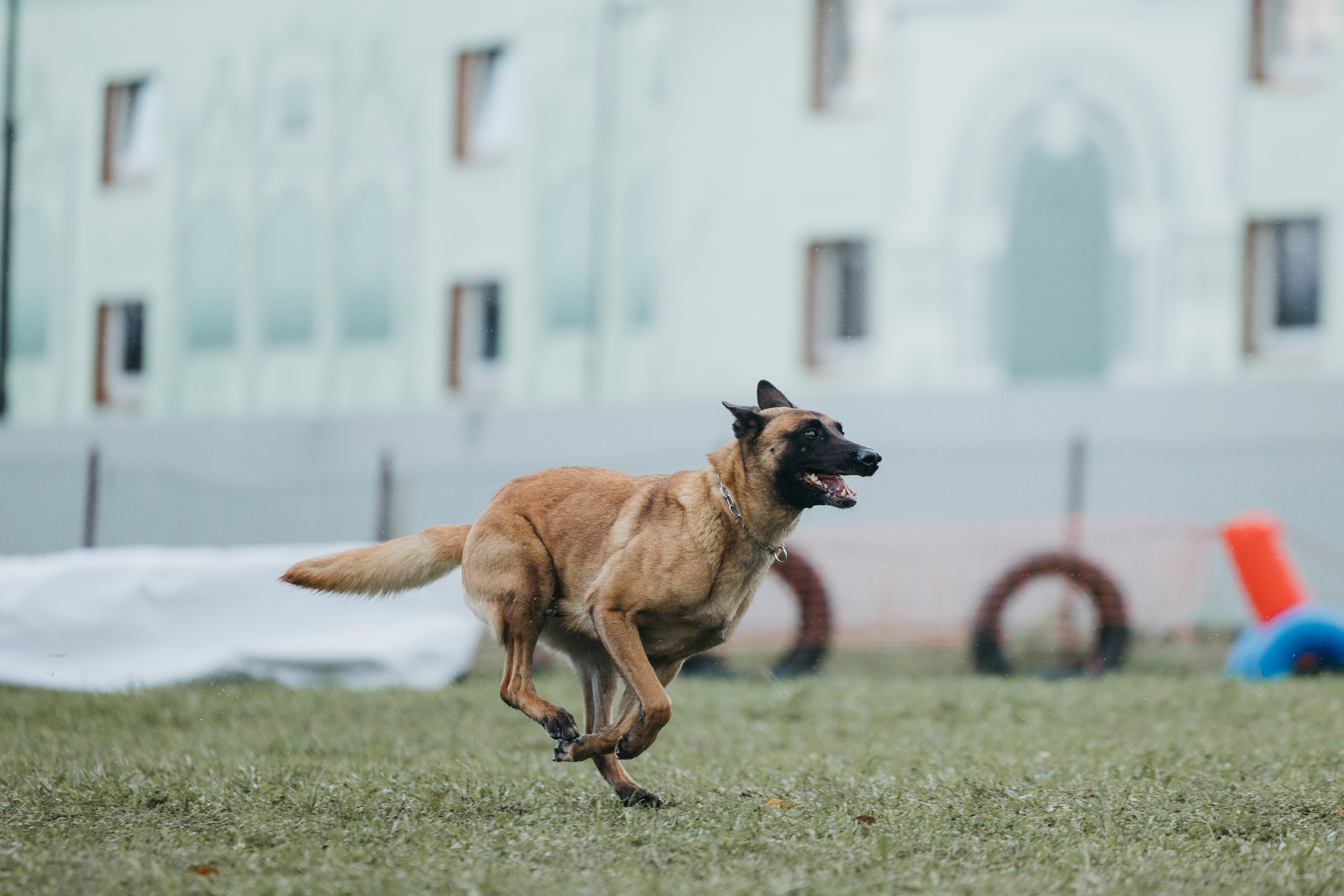Испытания по мондьорингу г. Пушкин 29.09.2024. Фотограф-анималист Анна Маринич