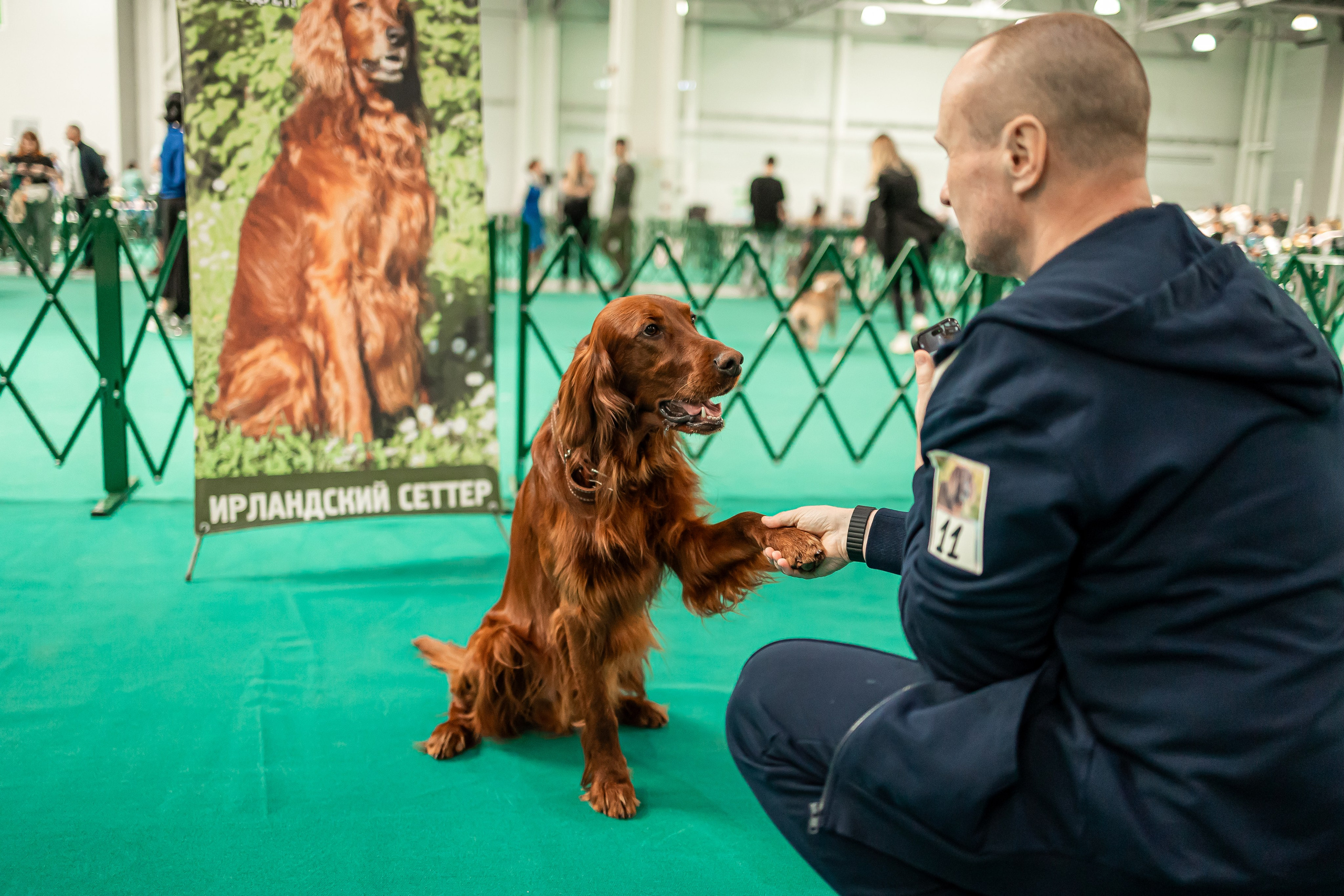 Выставка сеттеров 19.05.24