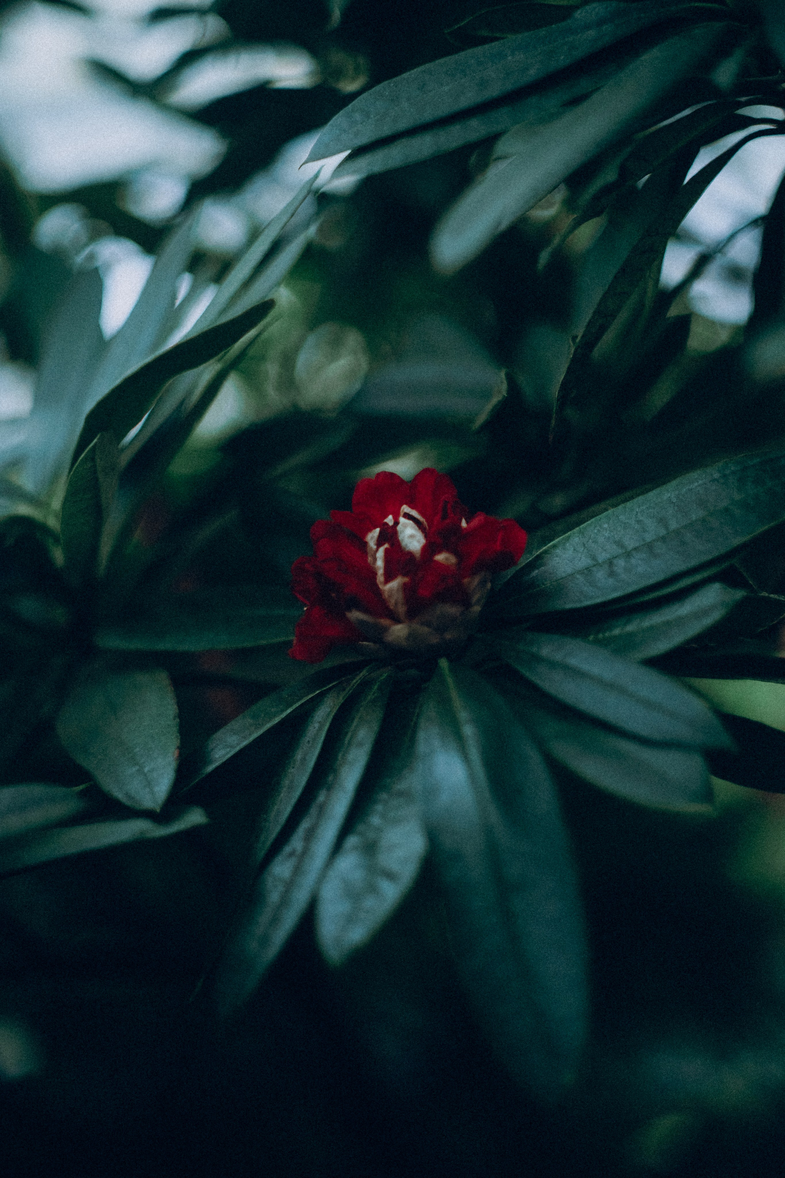 Botanical. Портретный и свадебный фотограф в Москве и Санкт-Петербурге. Учитель фотографии онлайн и оффлайн