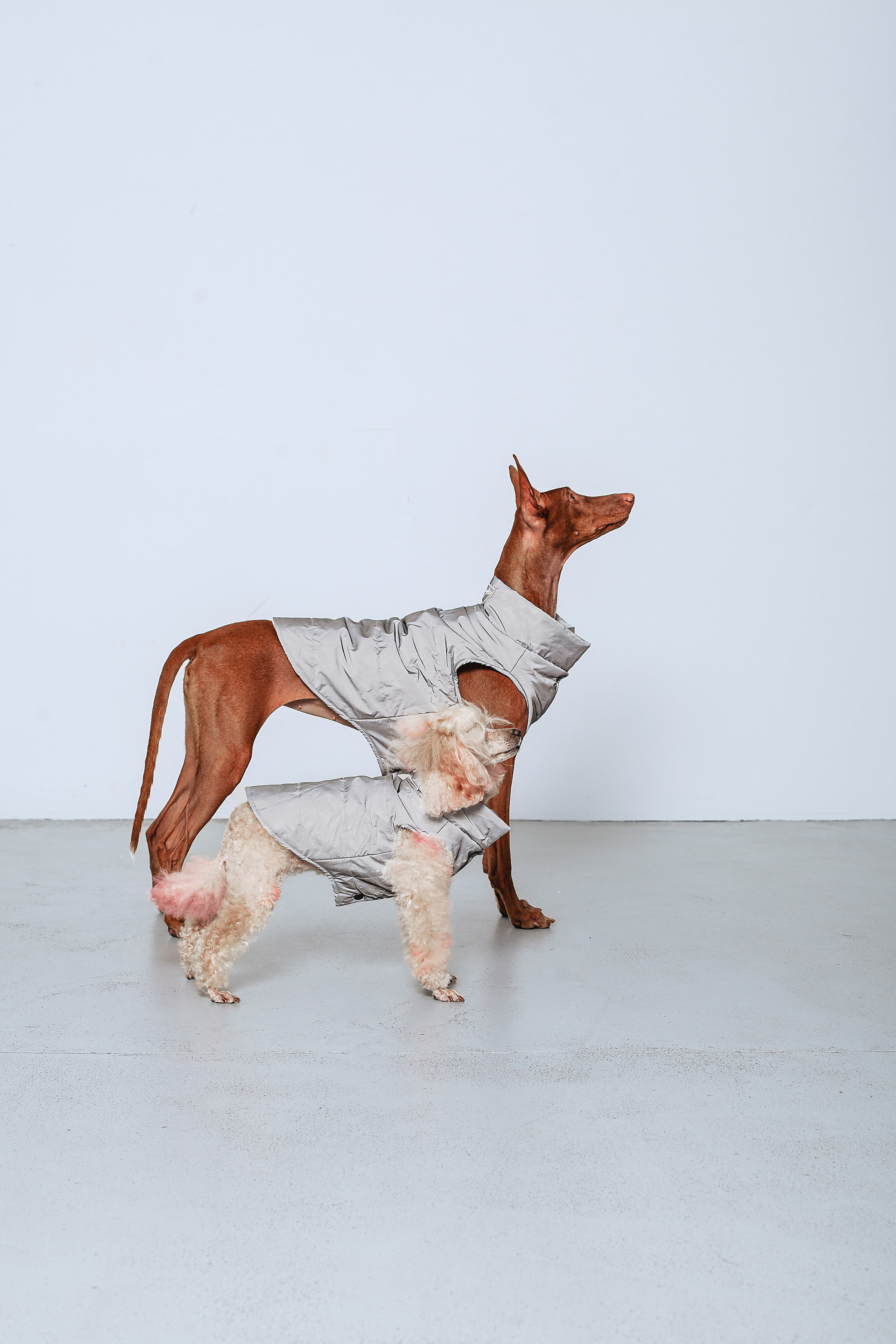 Съемка для бренда TEDDYBOY. Фотограф-анималист Татьяна Степанова