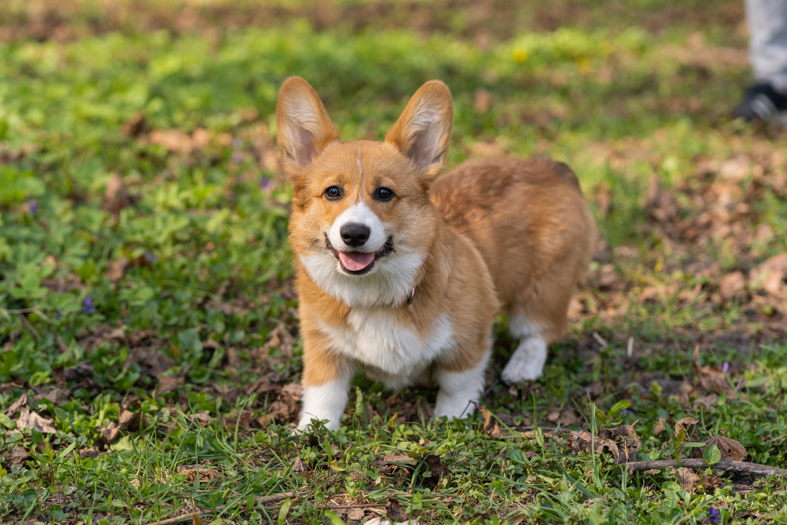 Саша, Настя, Луна. Свадебный фотограф в Москве Анна Полушина