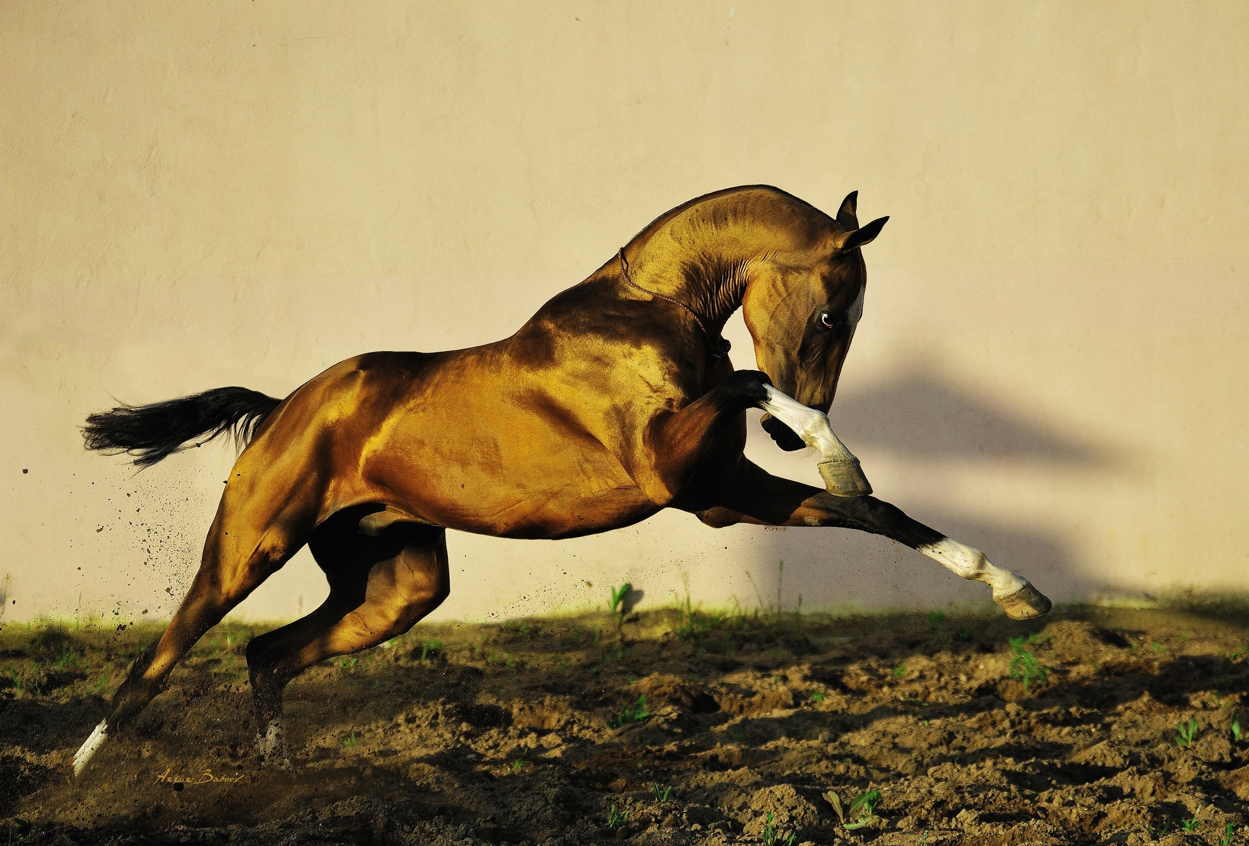 Gallery. Art photos of horses — ARTUR BABOEV | Photographer