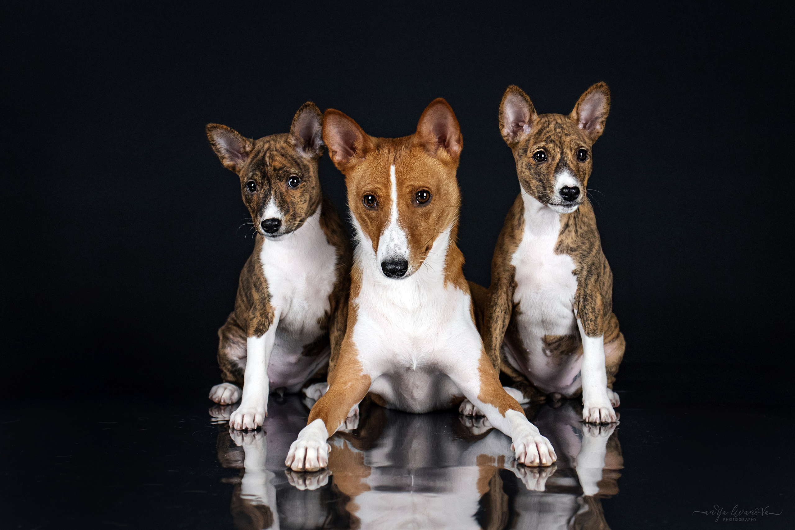 Басенджи. Фотограф анималист Аня Ливанова | Рыбинск