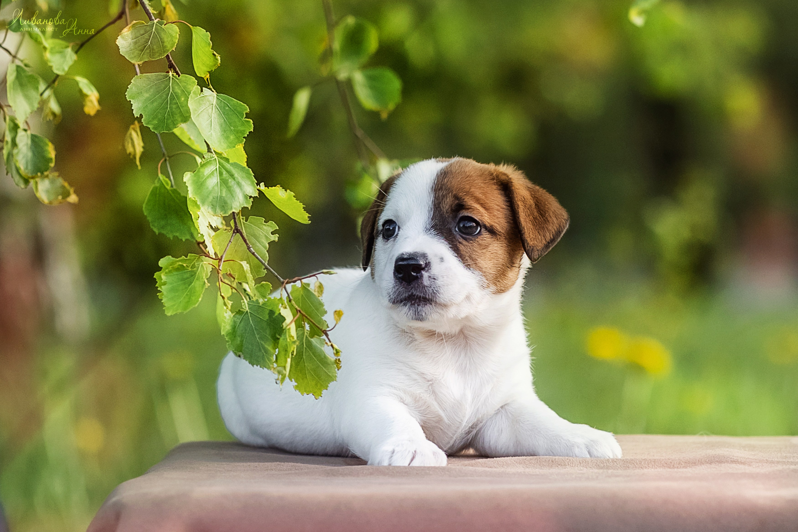Джеки. Фотограф анималист Аня Ливанова | Рыбинск