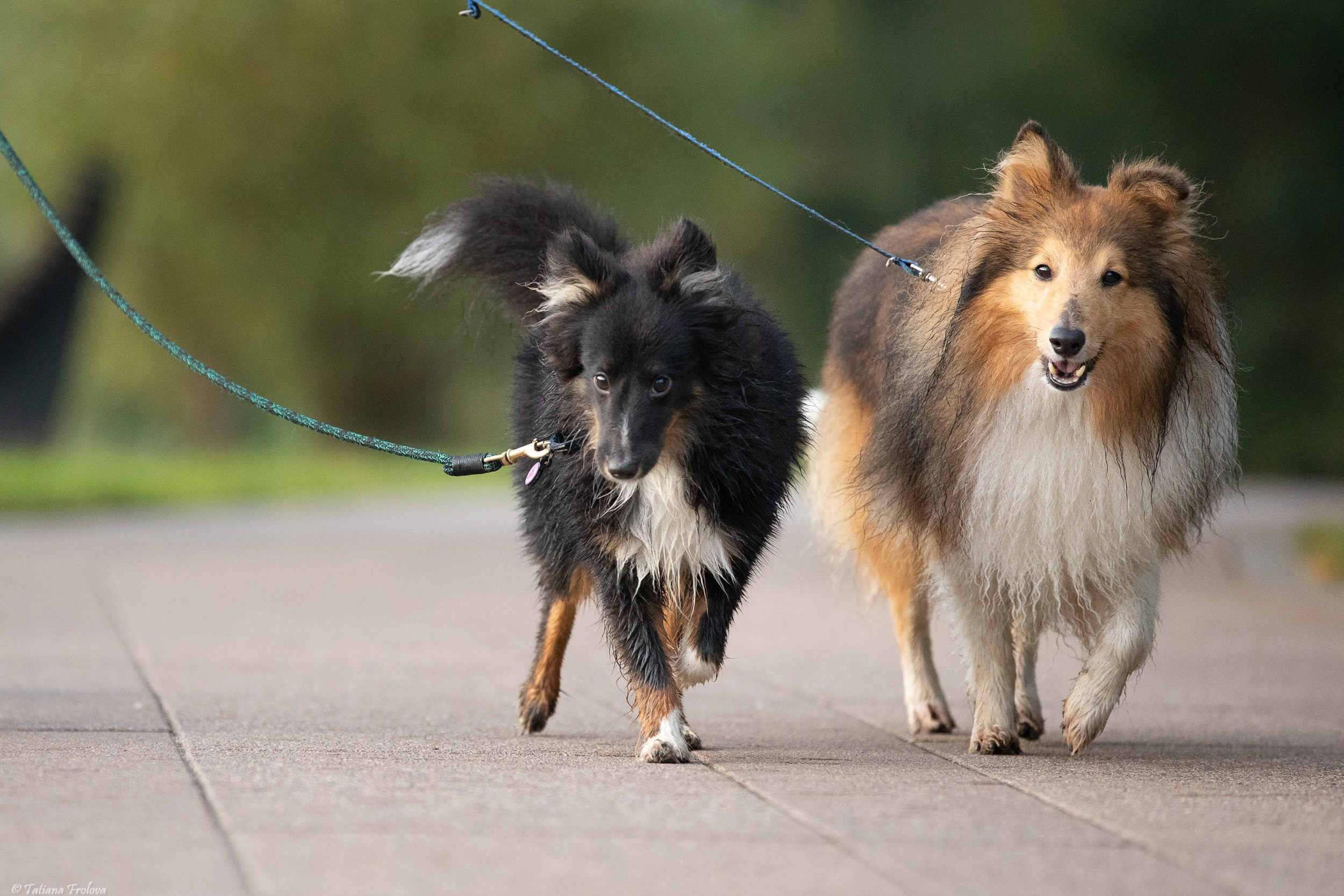 Утренняя фотопрогулка с двумя собаками по Москве. Фотограф-анималист в Москве и Московской области Татьяна Фролова