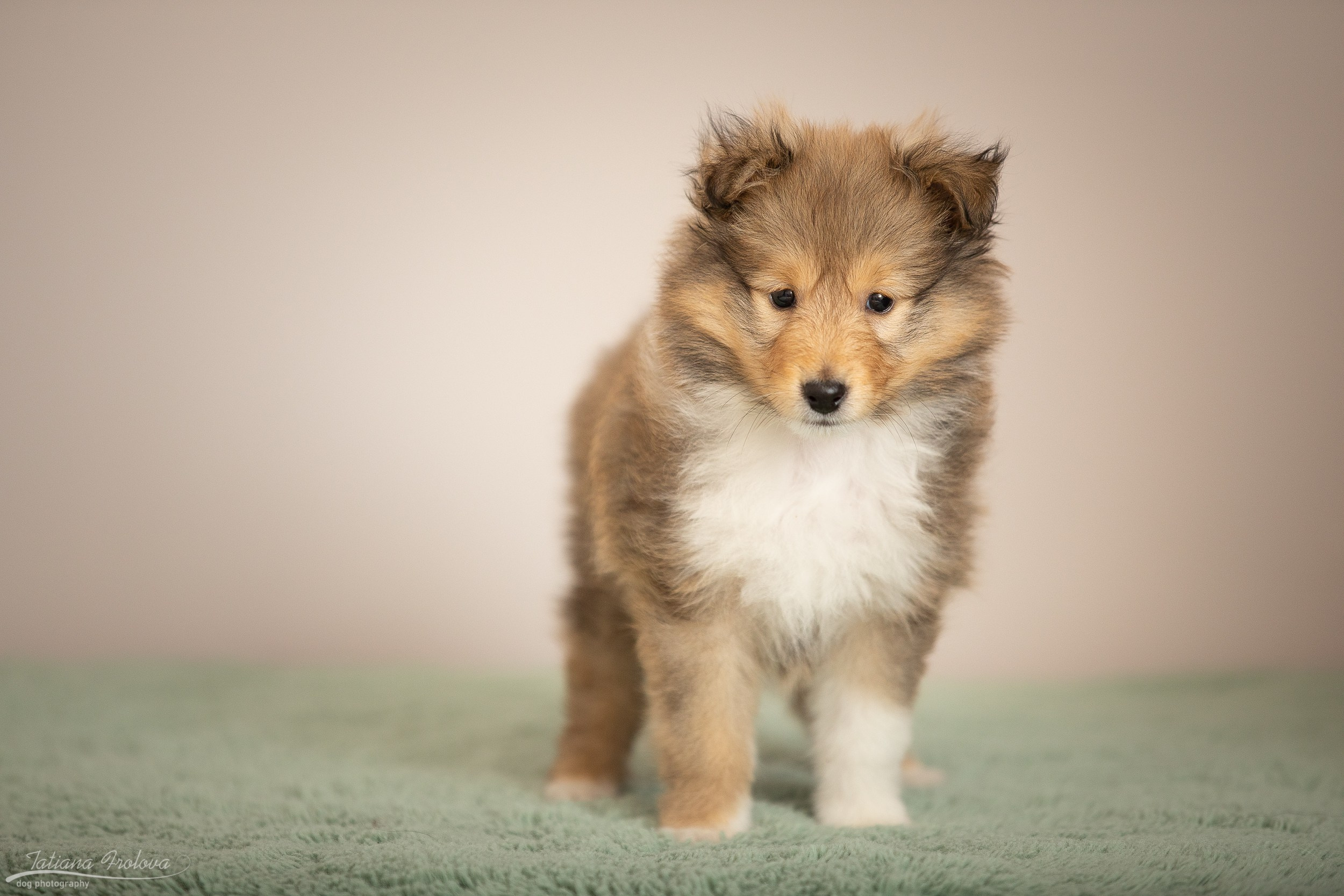 Съёмка щенков дома. Фотограф-анималист в Москве и Московской области Татьяна Фролова