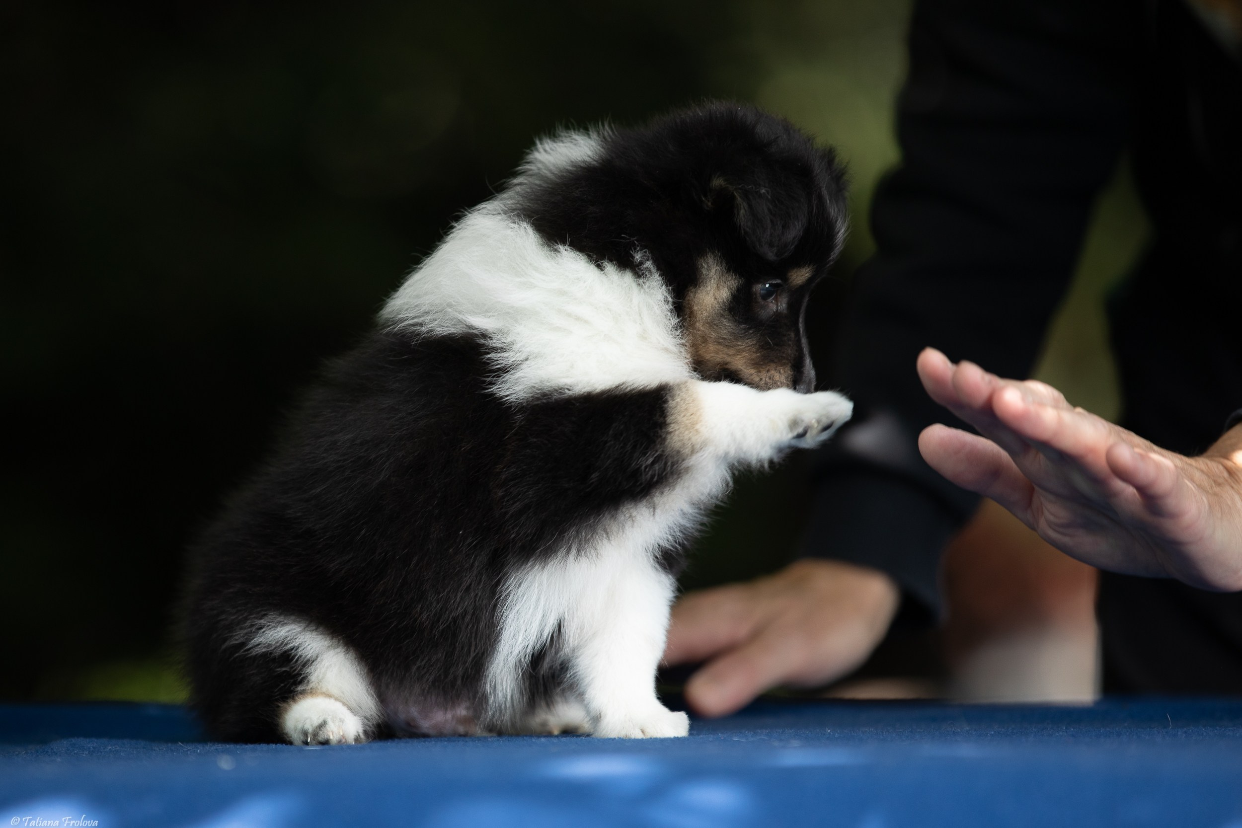 Фото помета щенков для продажи. Фотограф-анималист в Москве и Московской области Татьяна Фролова
