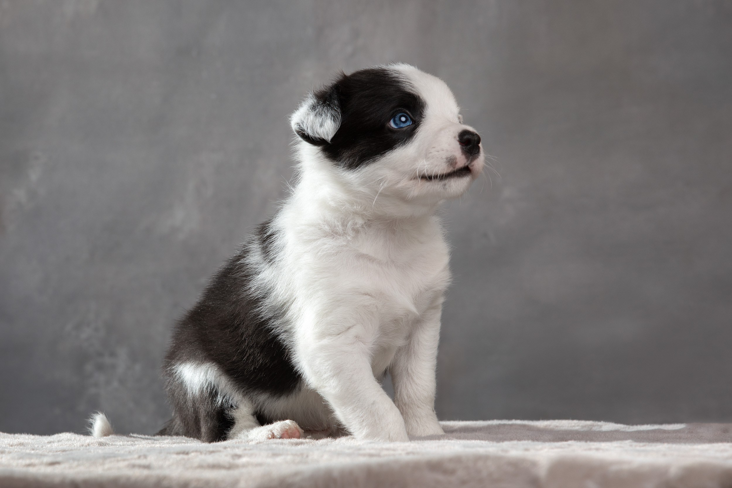 Фотосет помёта щенков для заводчиков. Фотограф-анималист в Москве и Московской области Татьяна Фролова