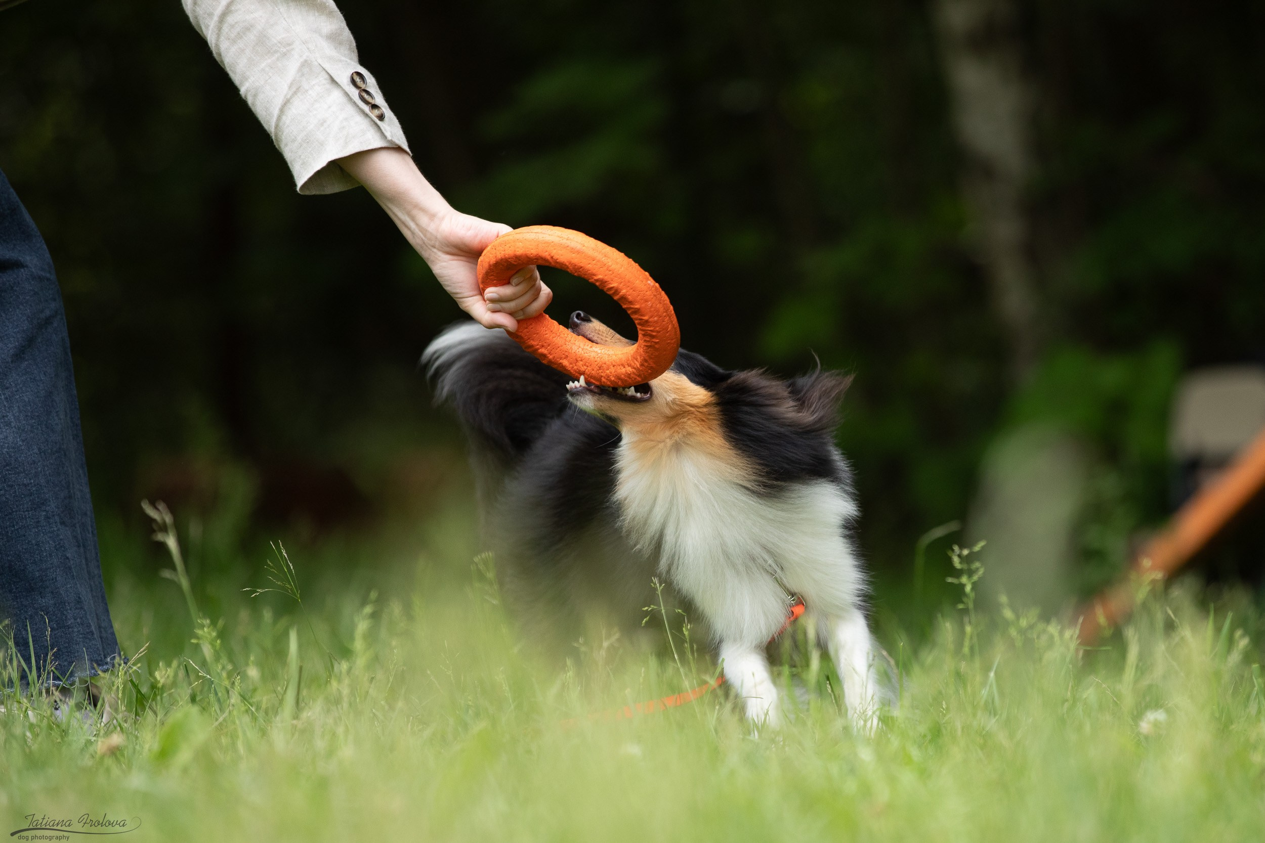 Репортаж с выводки молодняка колли/шелти в Ясенево. Фотограф-анималист в Москве и Московской области Татьяна Фролова