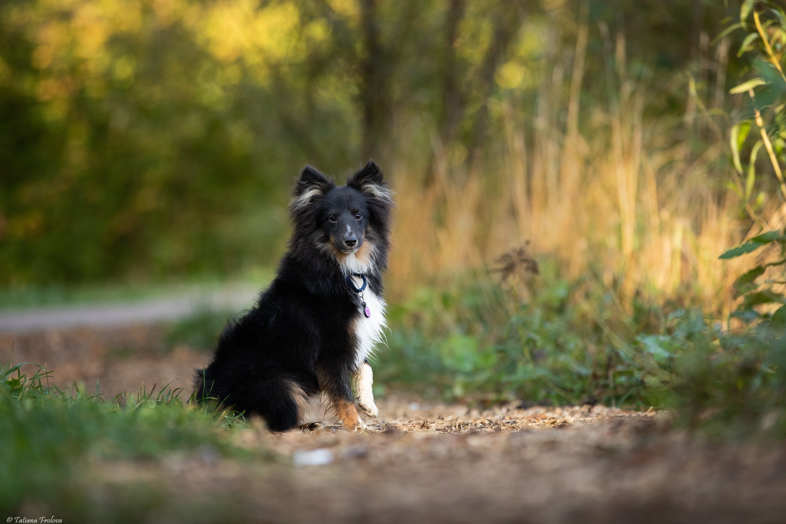 Утренняя фотопрогулка с двумя собаками по Москве. Фотограф-анималист в Москве и Московской области Татьяна Фролова