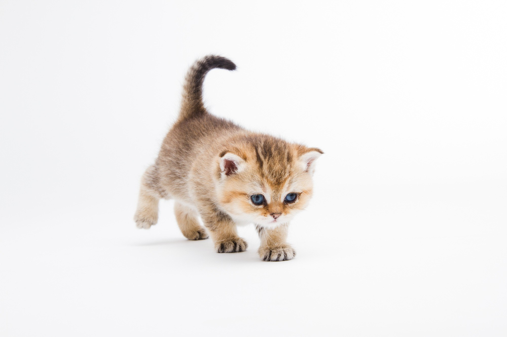 Питомцы. Фотоателье и полиграфия | Красивые фотосессии, сувениры с фото | Ремонт смартфонов, ноутбуков и техники в Коломне Zinovyev Team