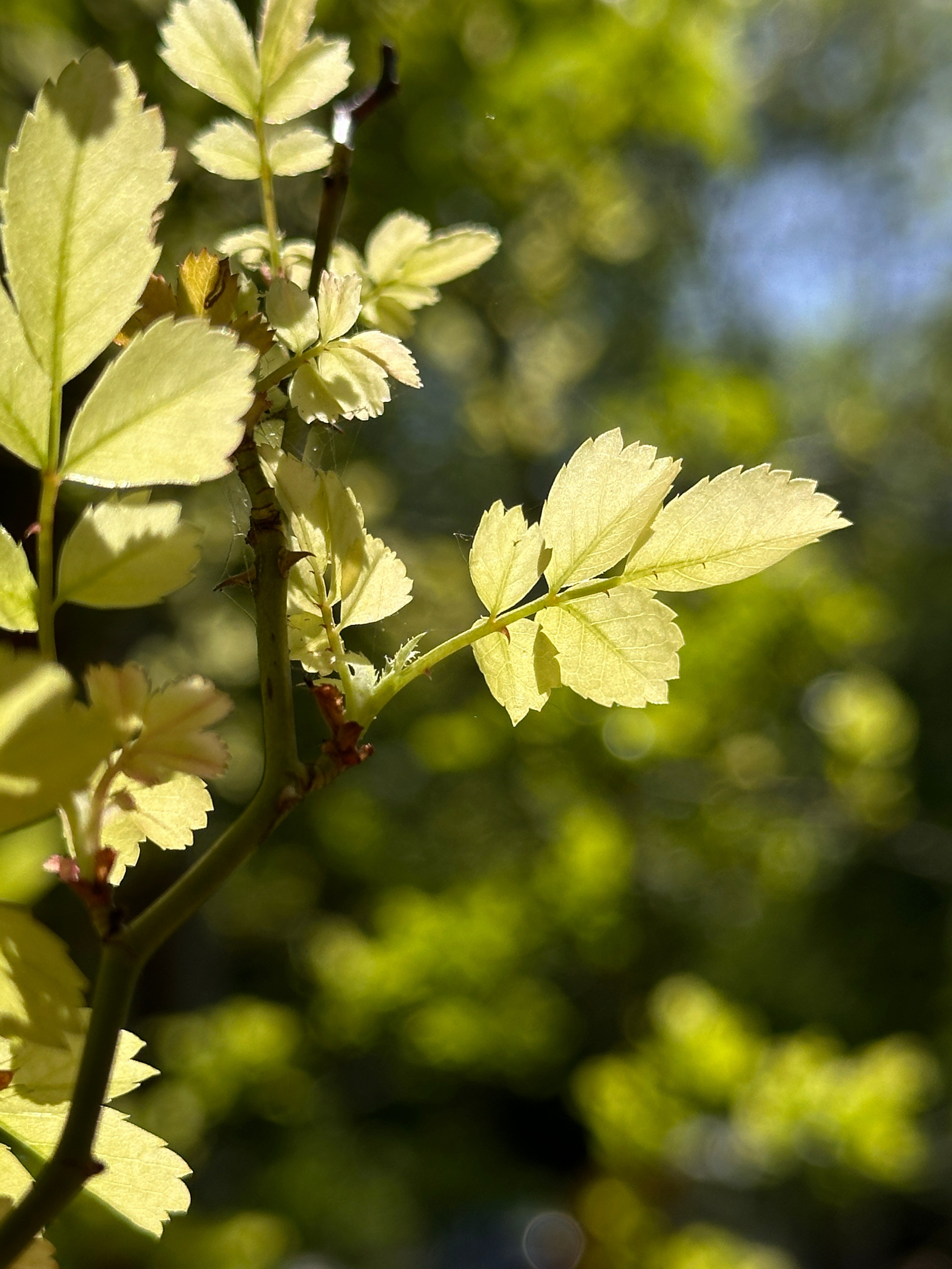 Макро любовь. Смотри, красота!