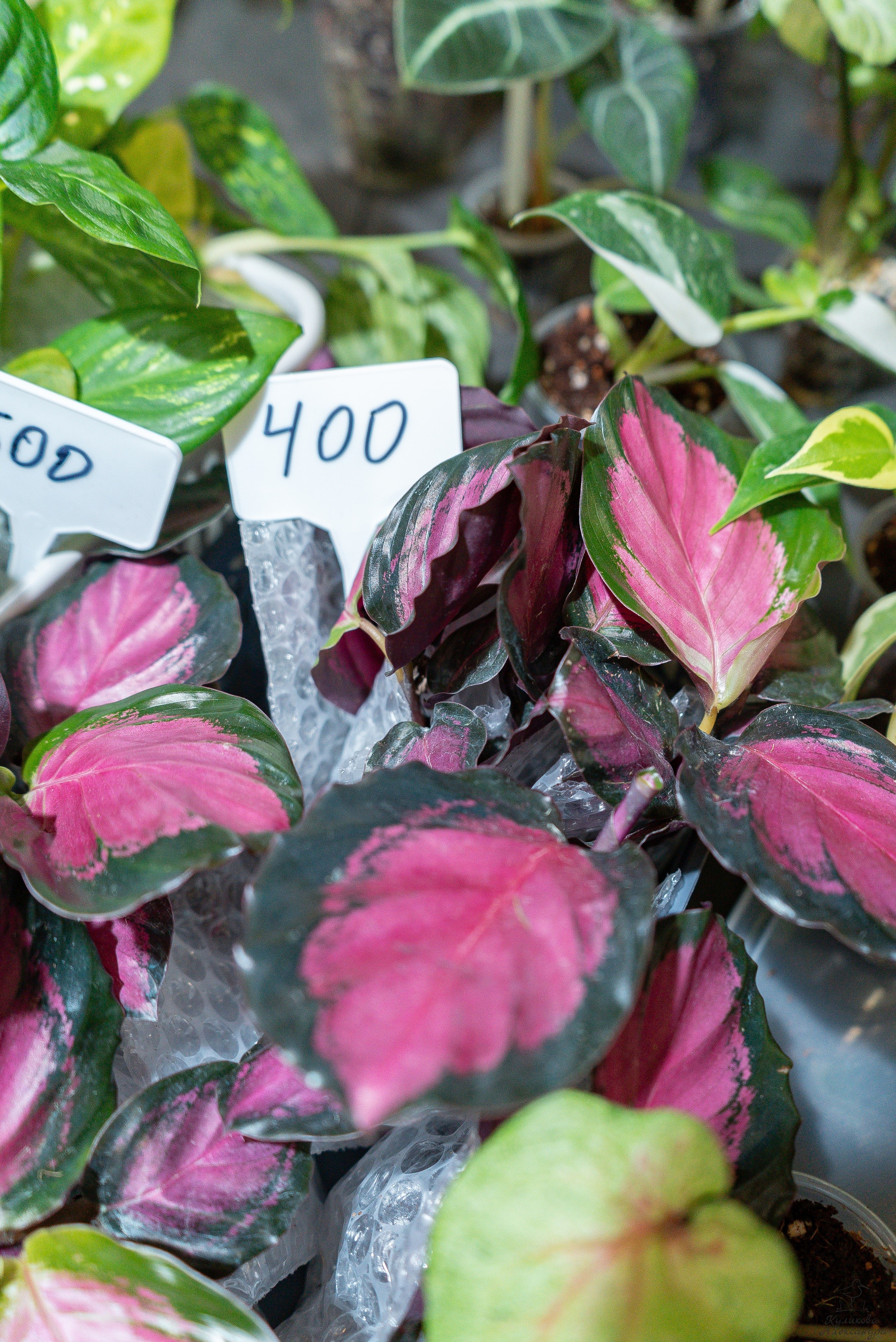 Гроубокс Артплей апрель. Александра Куликова фотограф, Москва