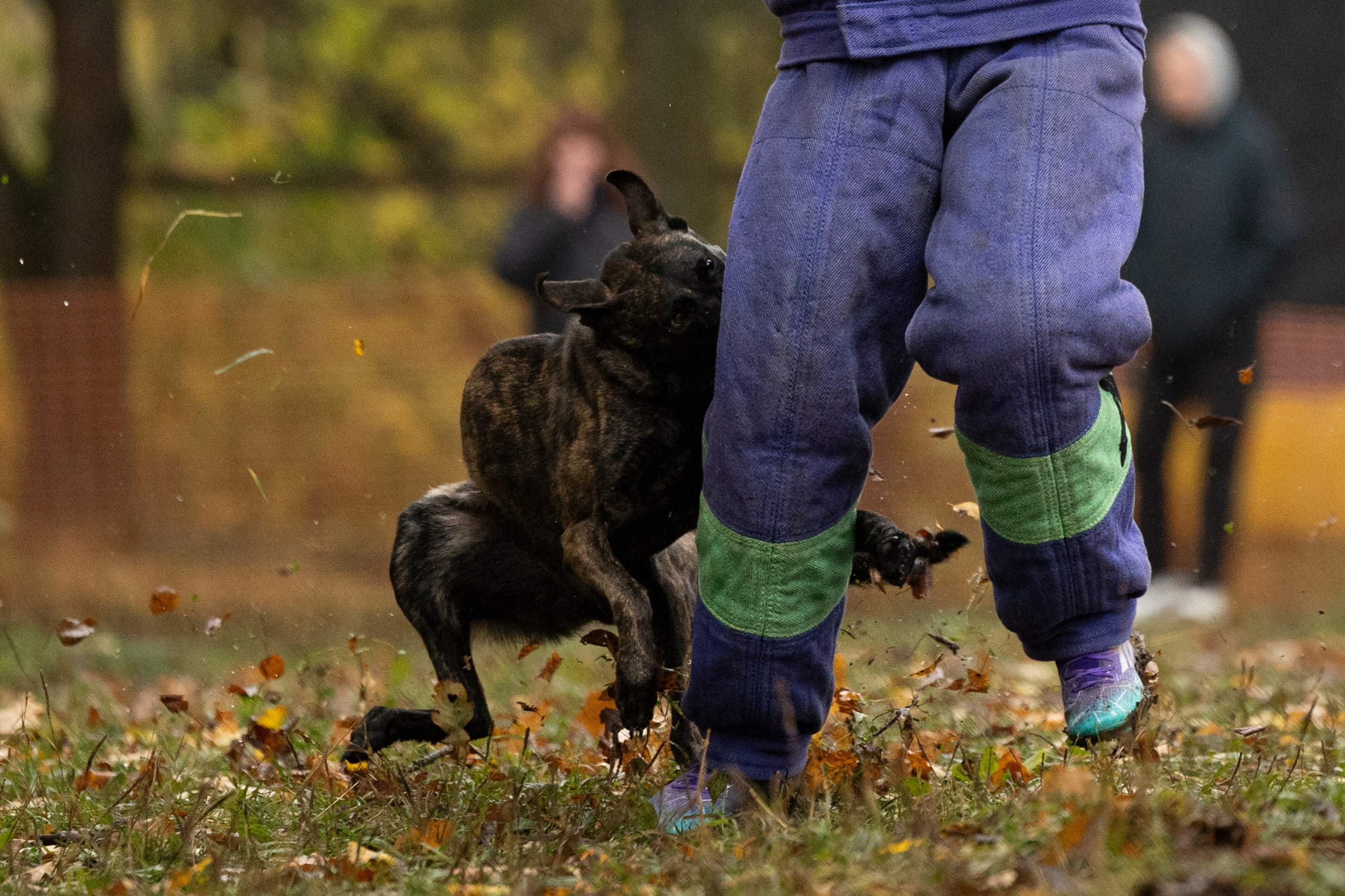Соревнования по Мондьорингу г. Вологда. Фотограф-анималист Анна Маринич