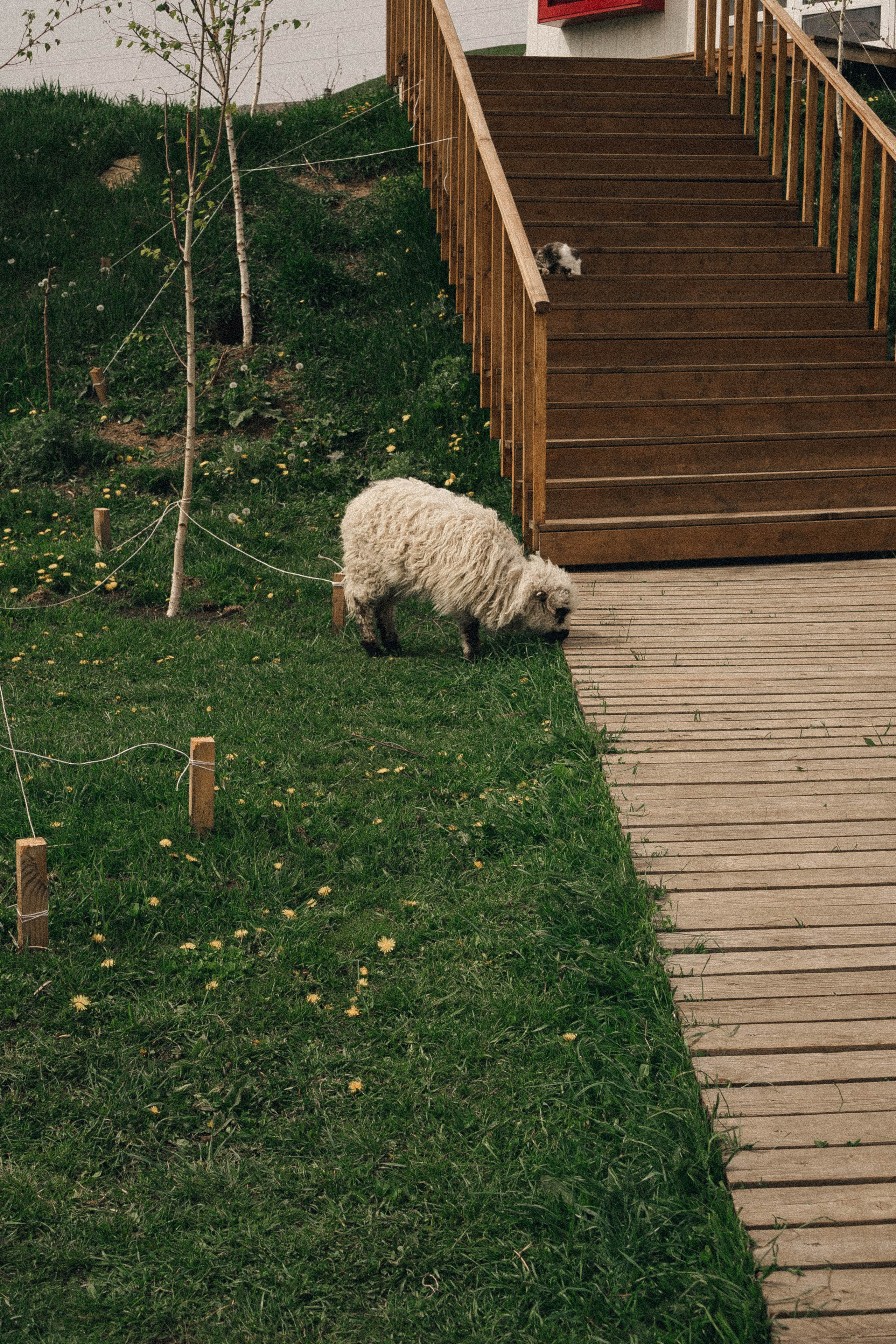 Ферма Альпак. Профессиональный фотограф, Санкт-Петербург — Виктория Богомолова