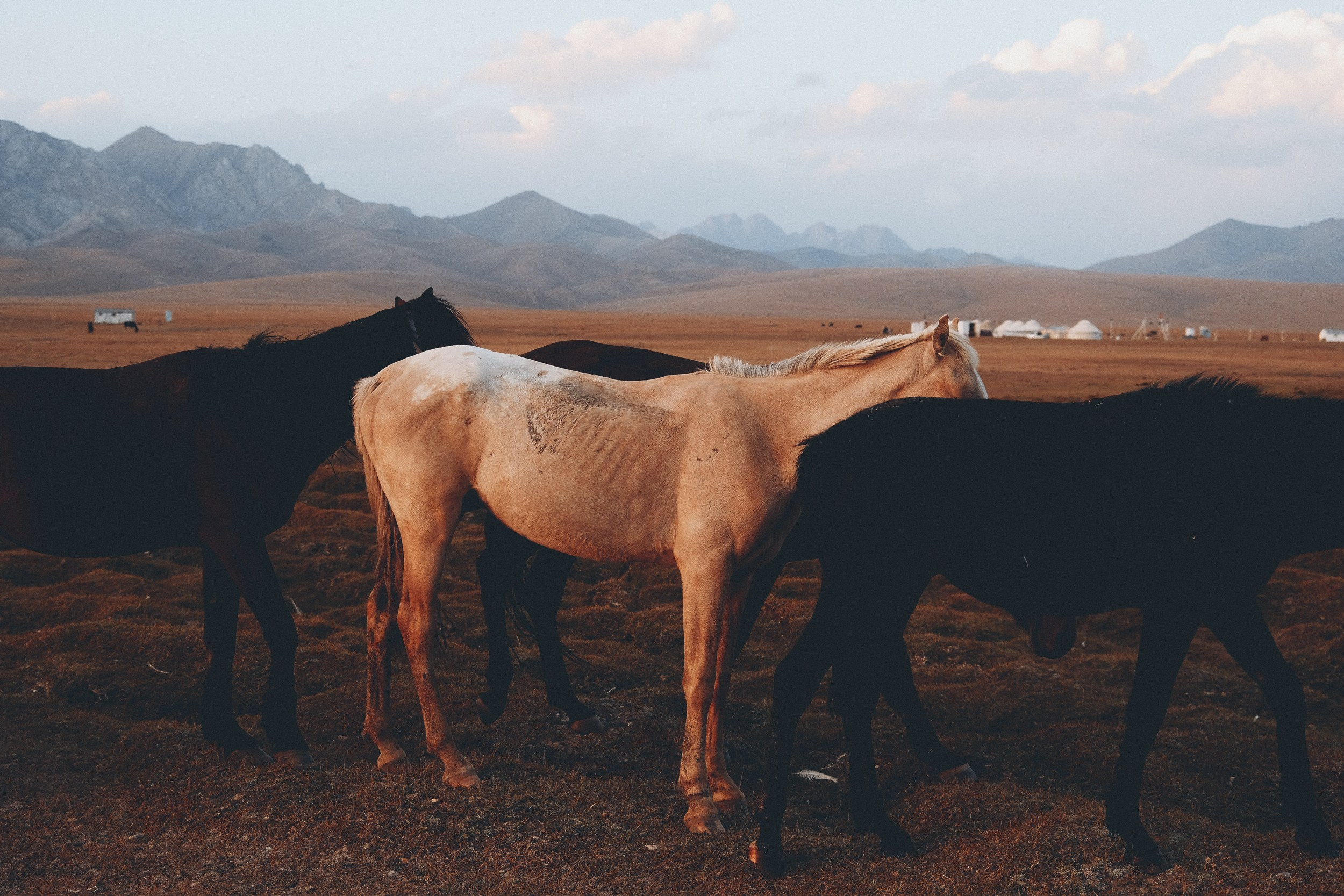 Кыргызстан. Фотограф Дмитрий Олрайт | Калуга, Россия