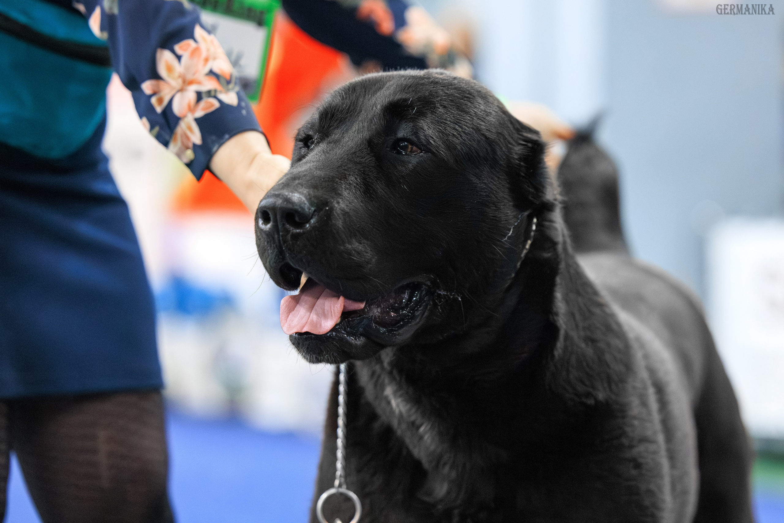 Сфера 08 и 10.03.2024 2хмоно ротвейлеров+2хмоно сао. Фотограф-анималист Юлия Германика