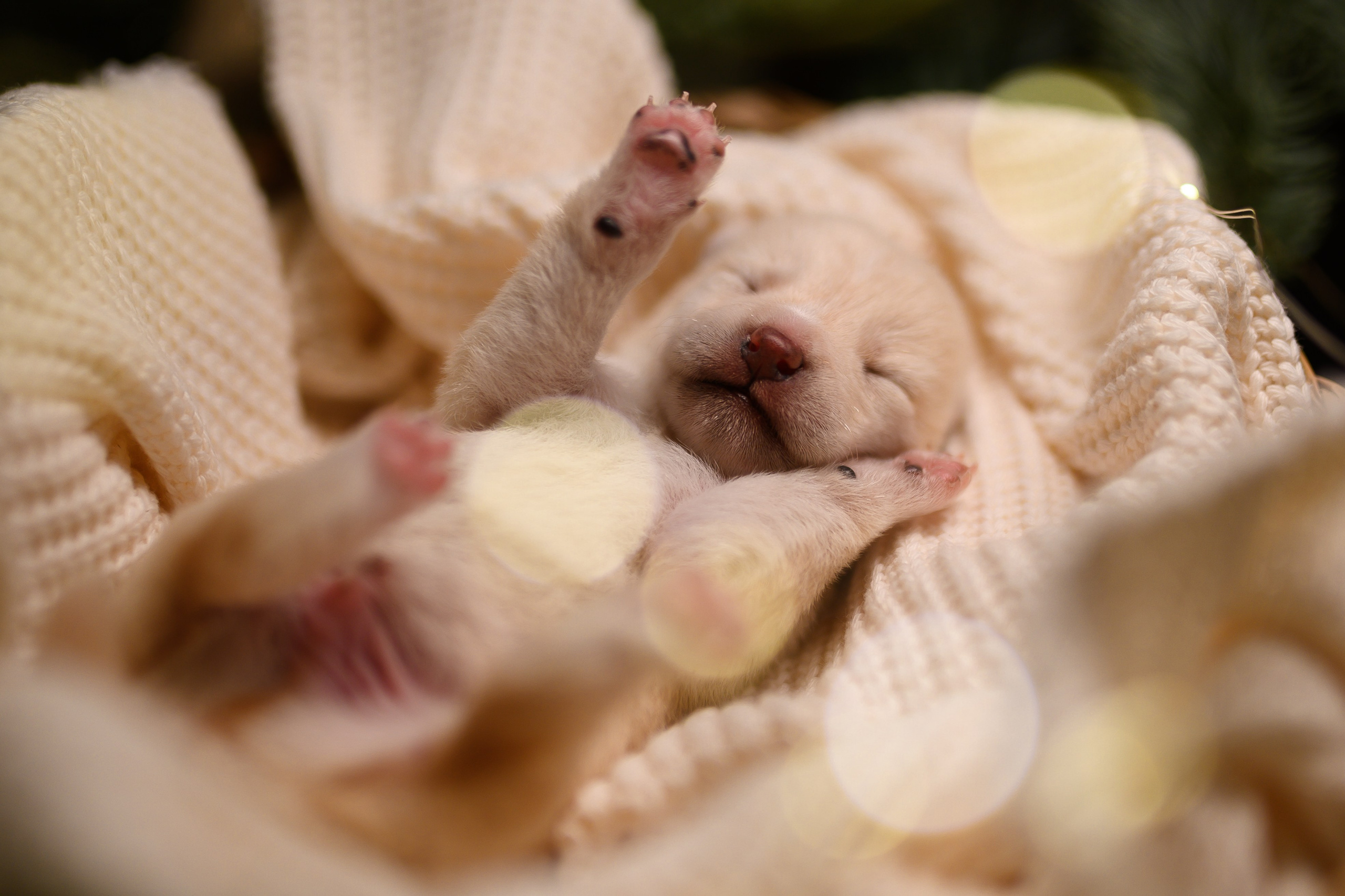 Мамесиба. Фотограф анималист в Москве Ольга Агушева