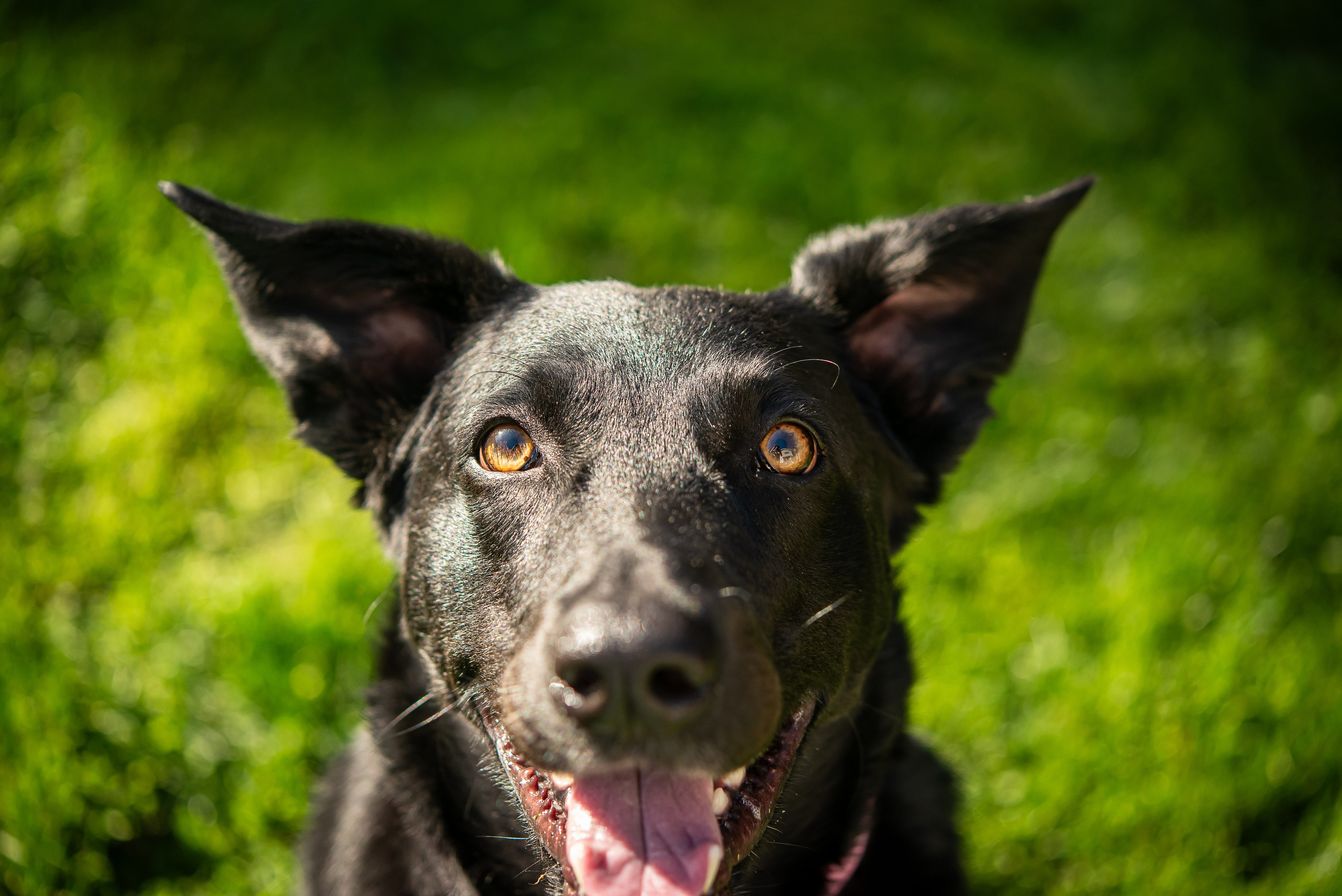 Pet portfolio. Svetlana Lapina, portrait photographer, San Francisco
