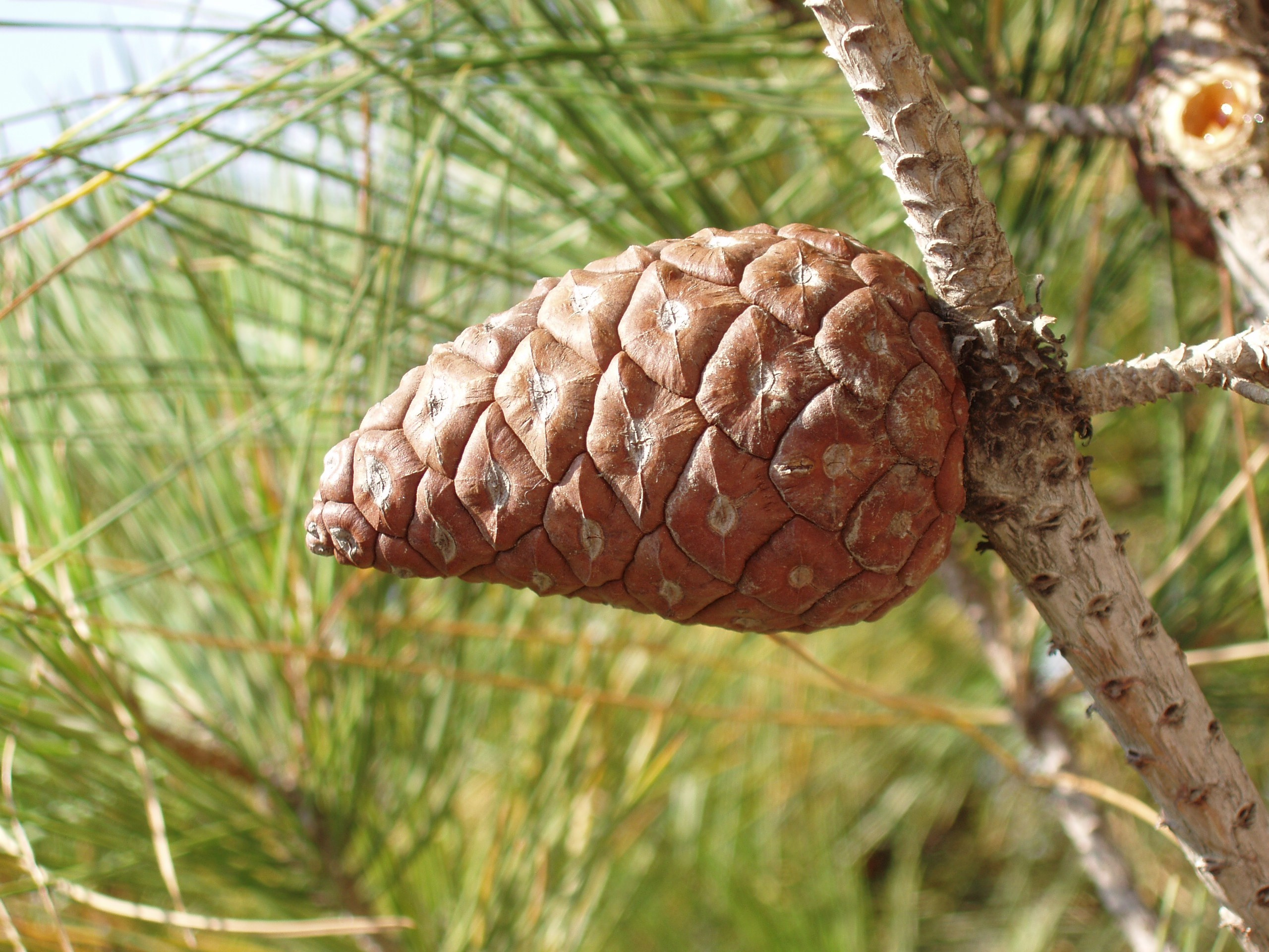 Отпуск 13.07-24.08. Семейный, Свадебный фотограф СПБ Питер— Романова Екатерина