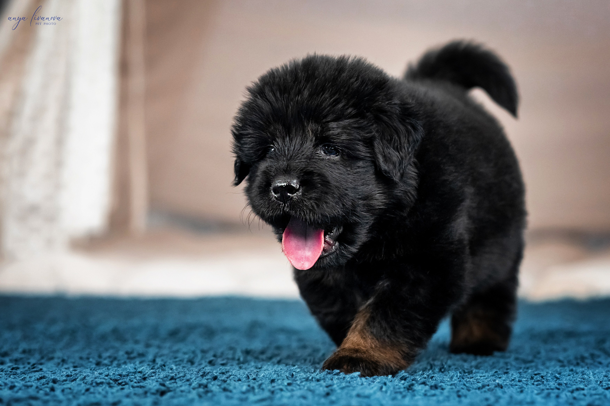 Тибеты. Фотограф анималист Аня Ливанова | Рыбинск