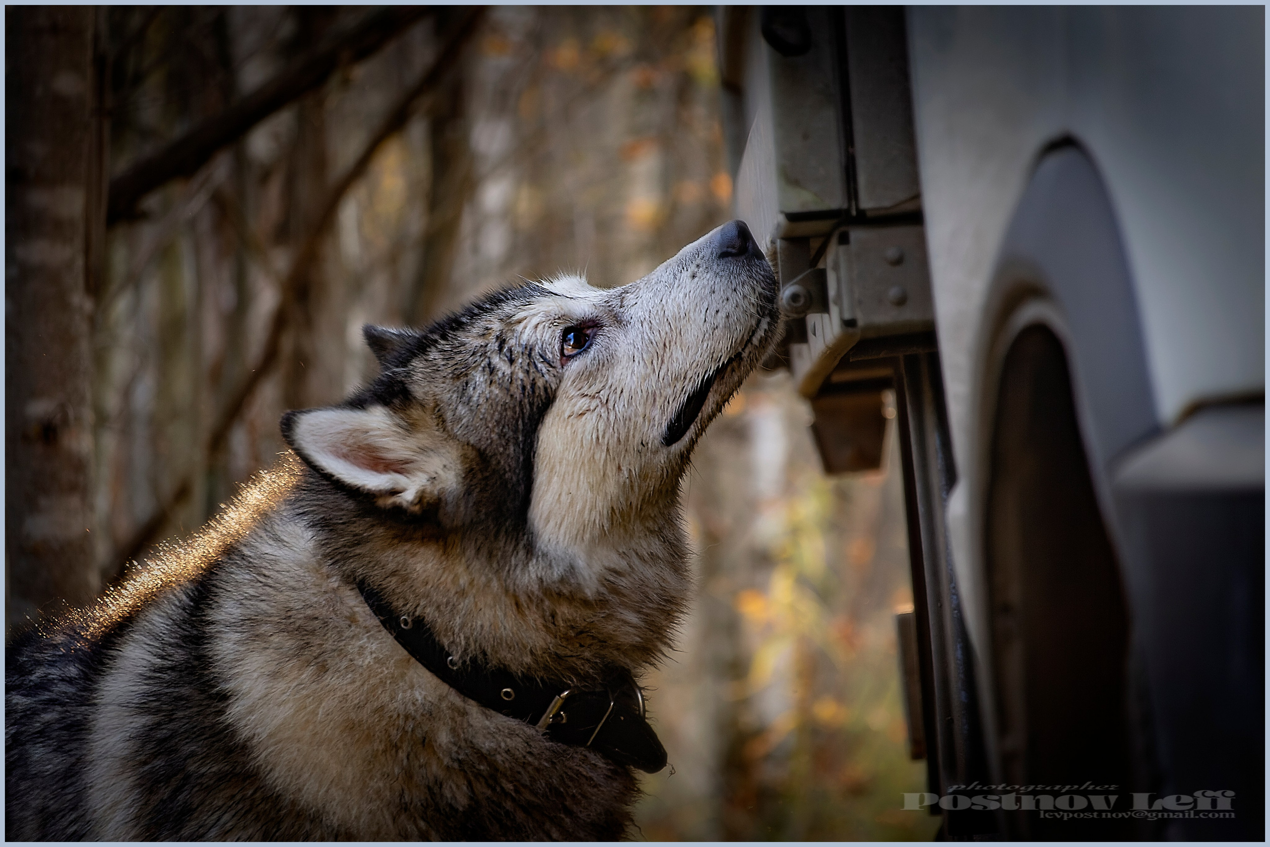 Мои маламуты.Тесей. Лев Постнов.Фотограф. Нижний Новгород