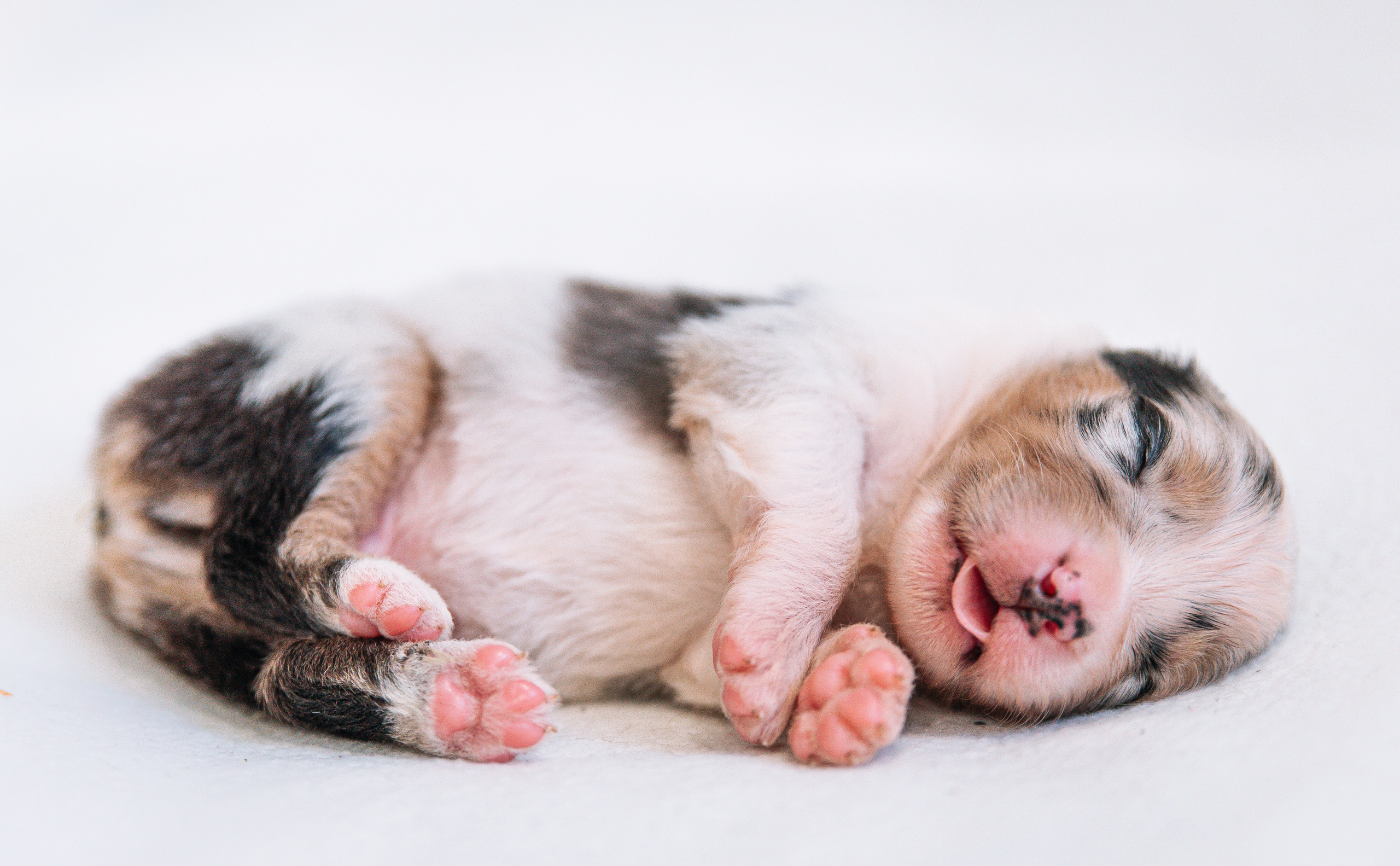 Аусси щенки нью борн. Главная
