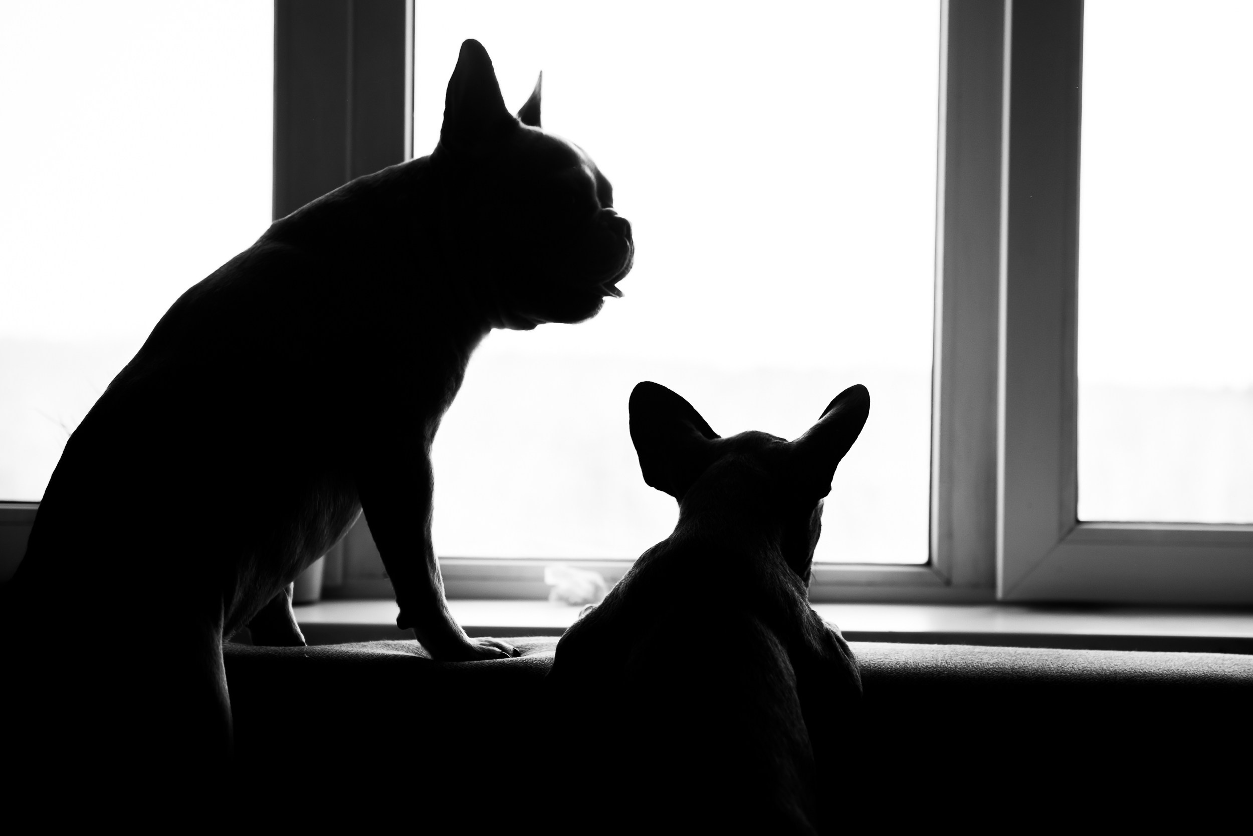 Бульдоги и компания. Семейный Фотограф в Москве Ирина Хохлова