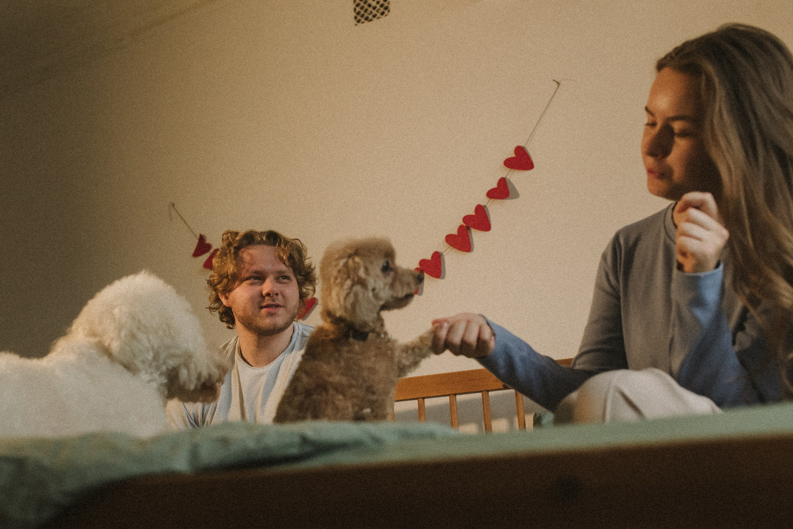 Ання и её кудрявая команда. Фотограф анималист в Москве Ольга Агушева