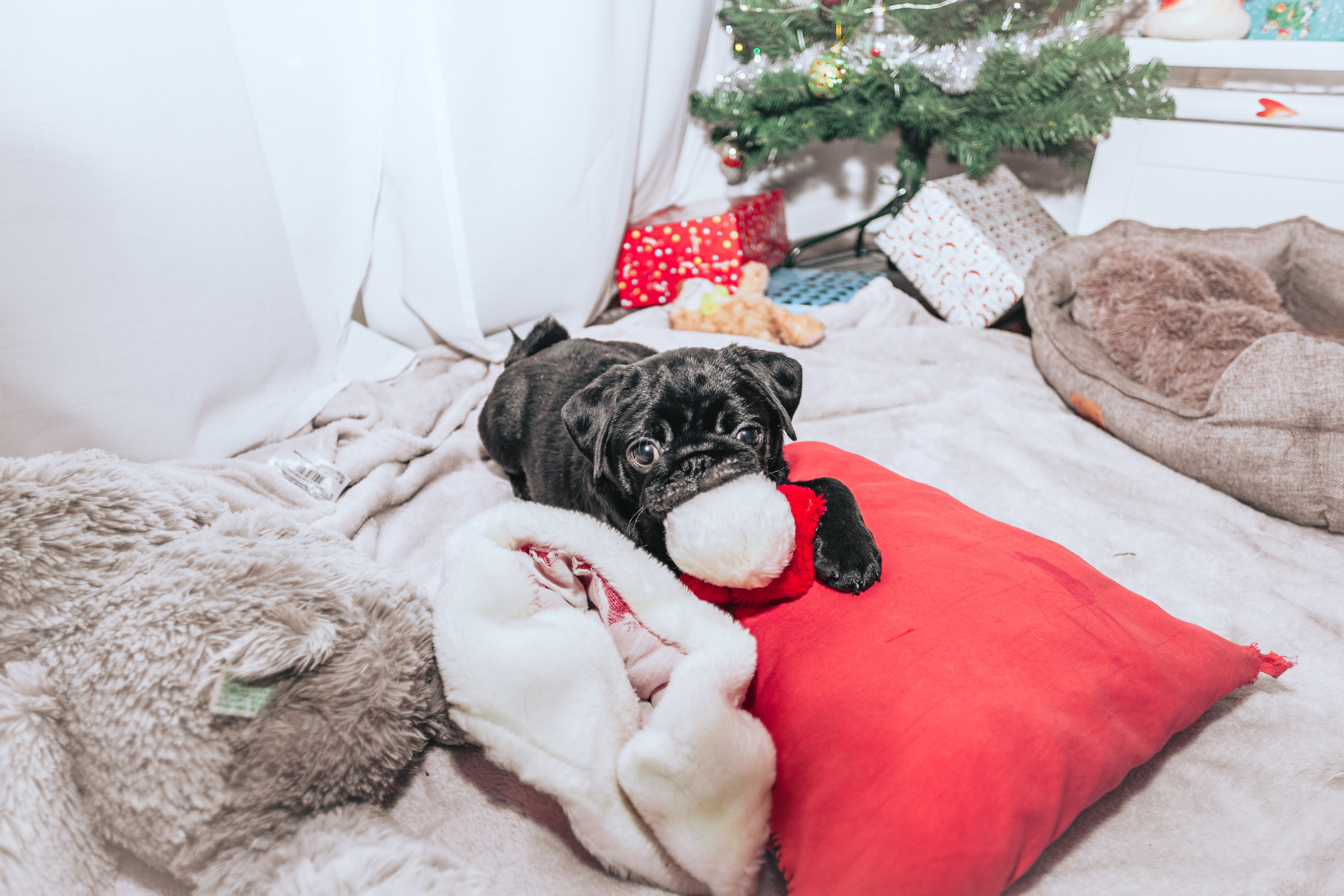 Домашняя фотосессия Оли и двух ее мопсов. Фотограф-анималист Татьяна Степанова