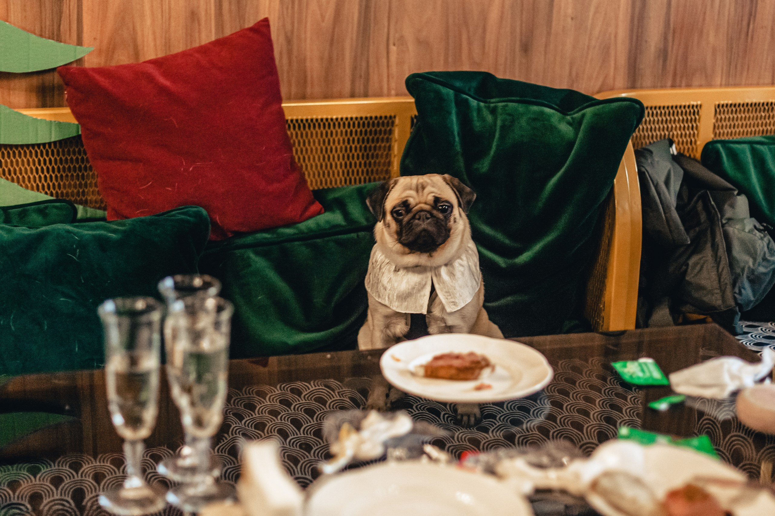 Мопсовстреча 02.12.2023. Фотограф-анималист Татьяна Степанова