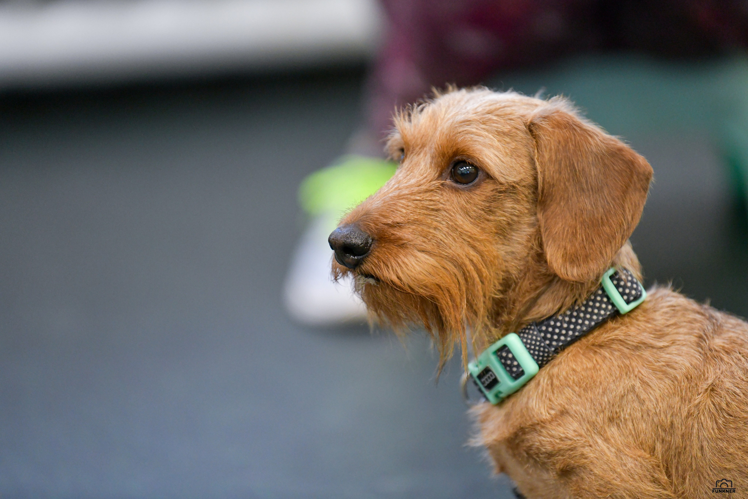 Кинологический клуб «Бодрый хвост». Свой взгляд через объектив