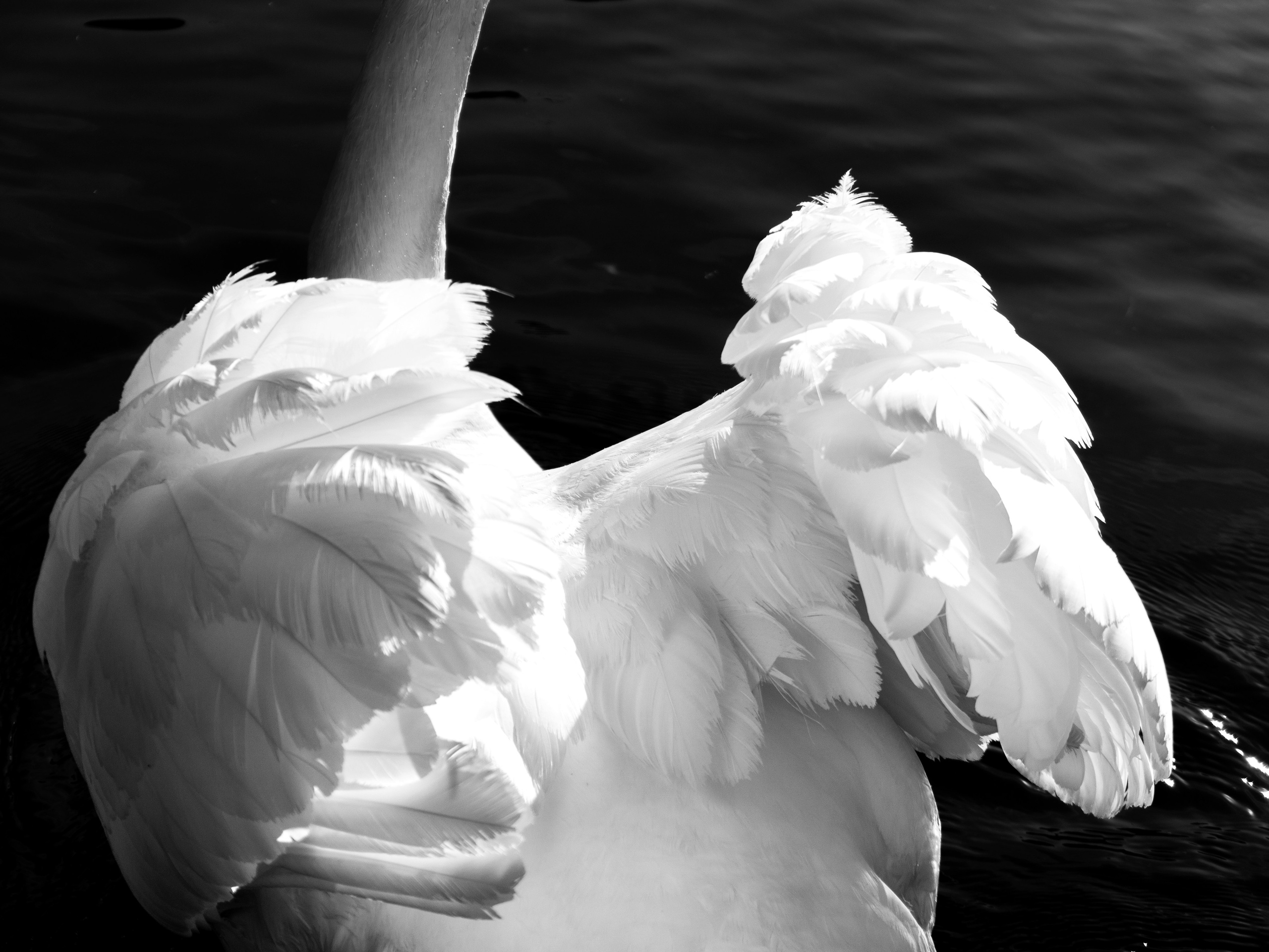 Blackwhite street. Фотограф Алёна Корнеева