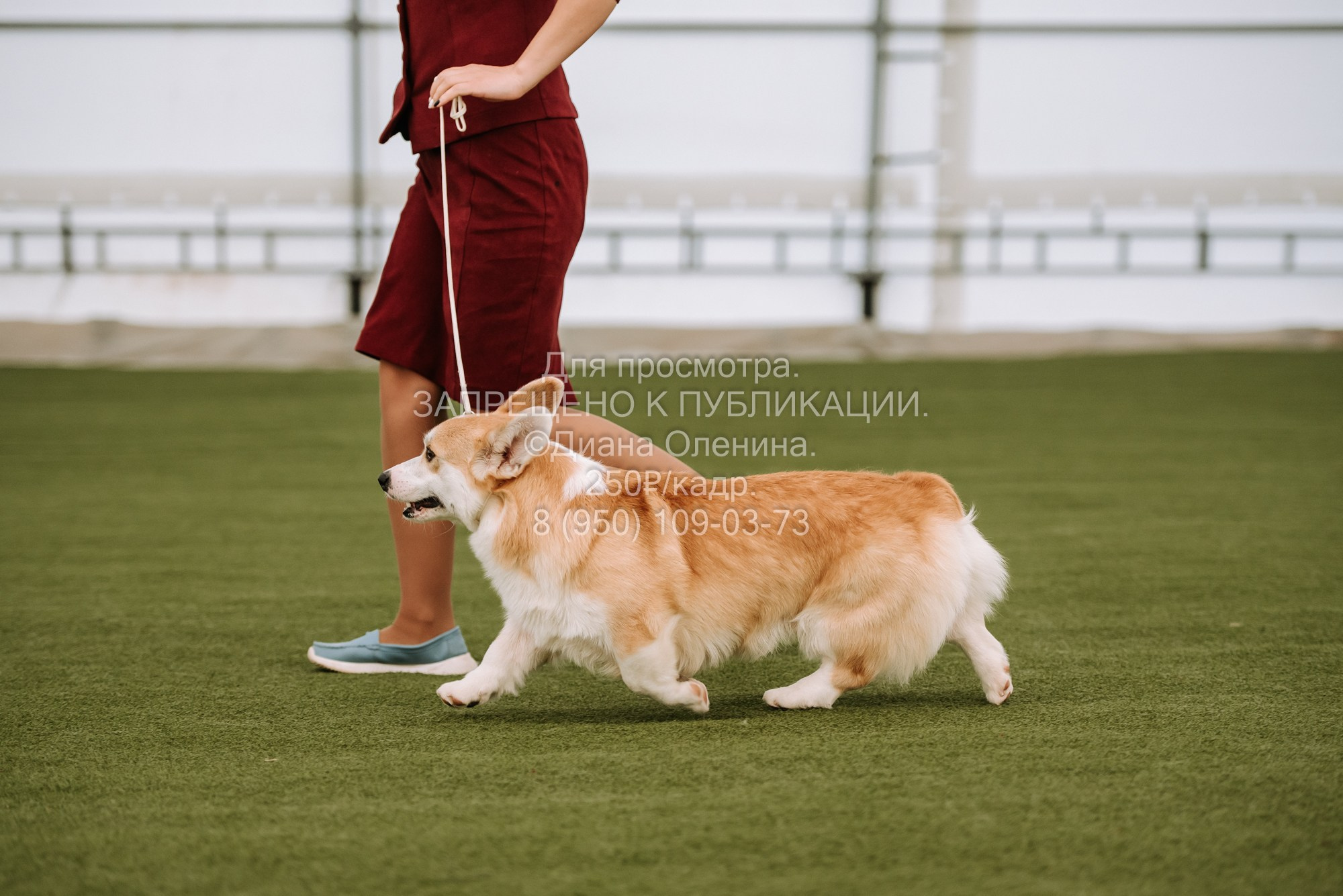 Выставка собак Красноярск 2.06. Фотограф Диана Оленина Красноярск / Братск