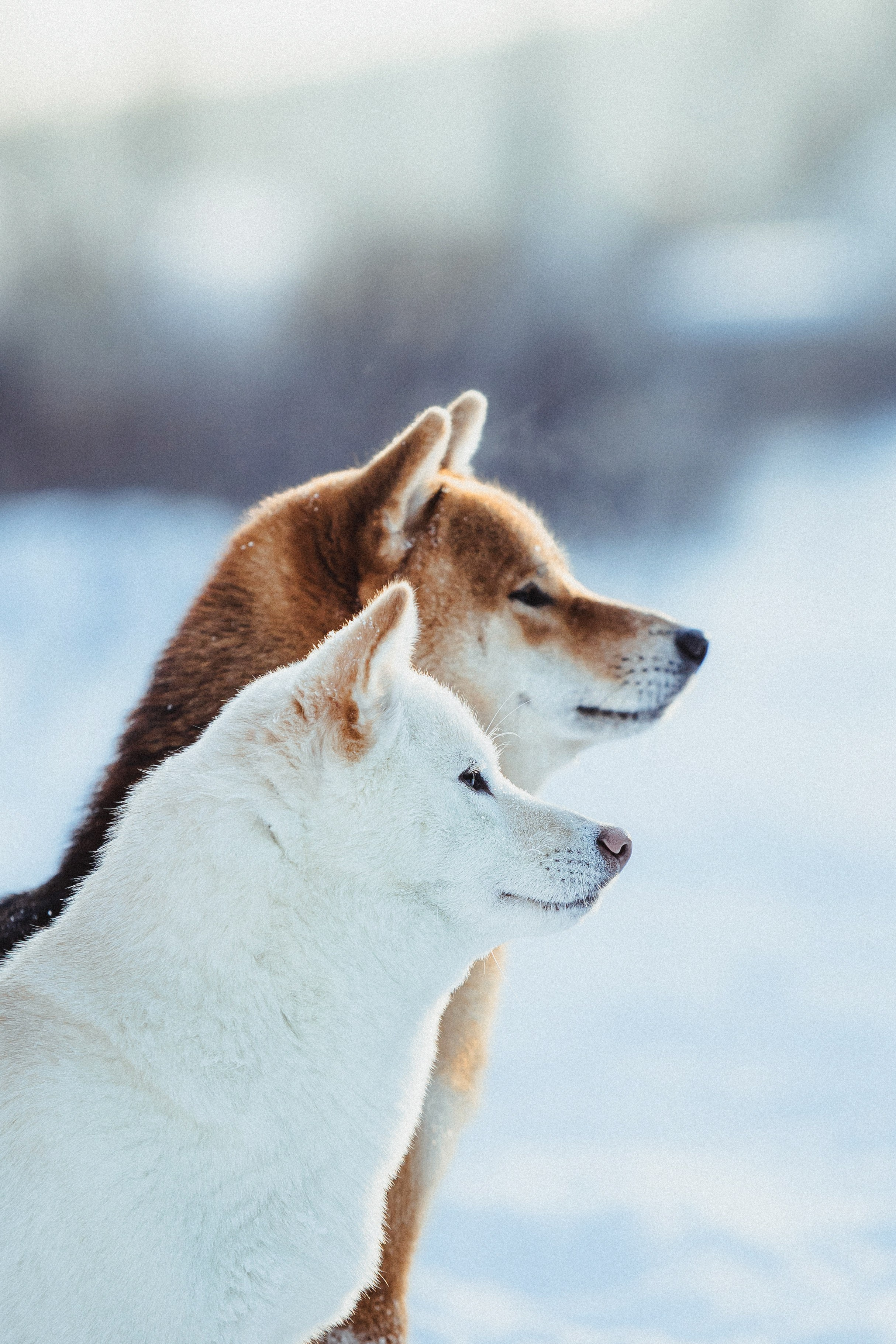 Шед, Цири и Ира