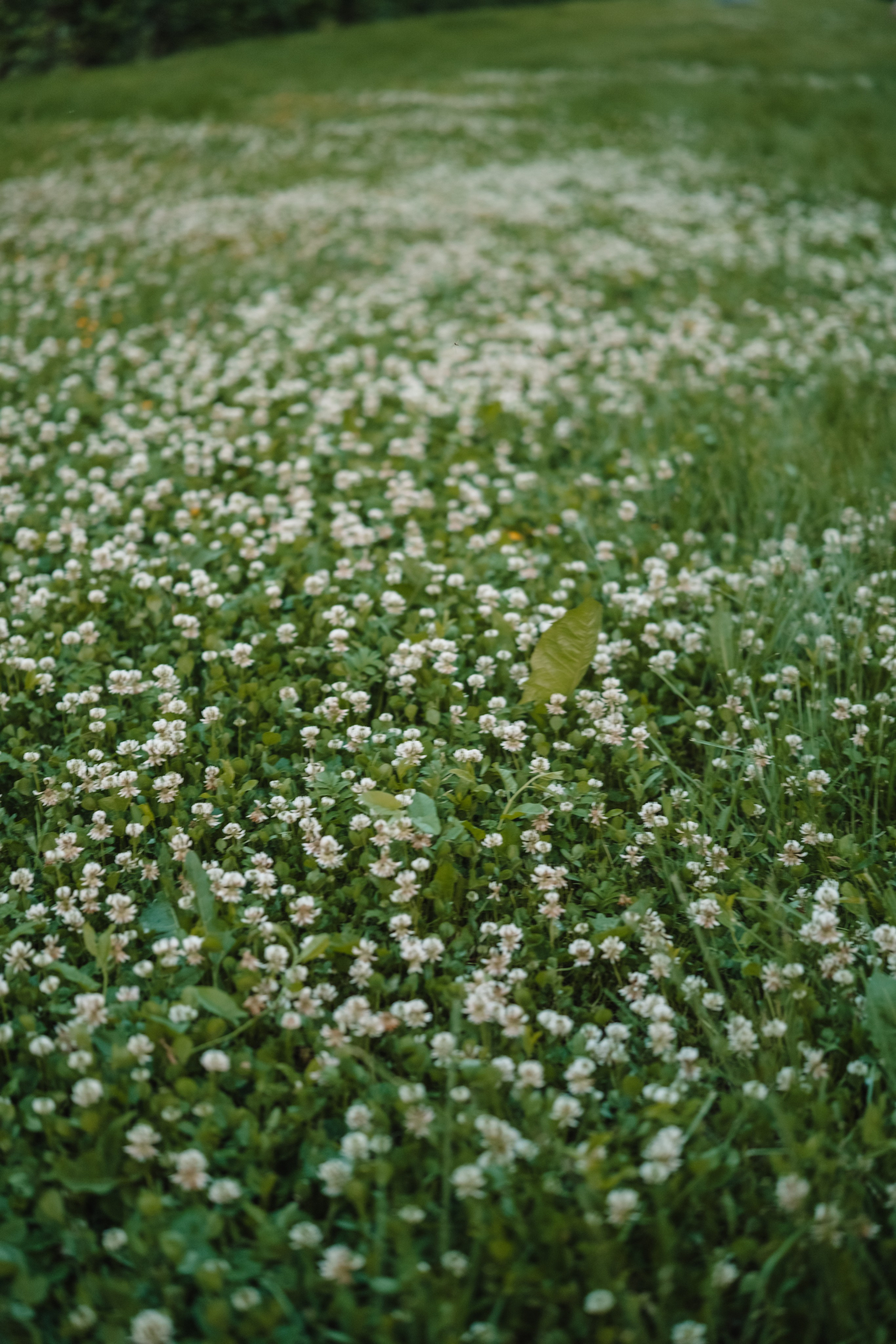 Фотограф Олеся Кавлакан