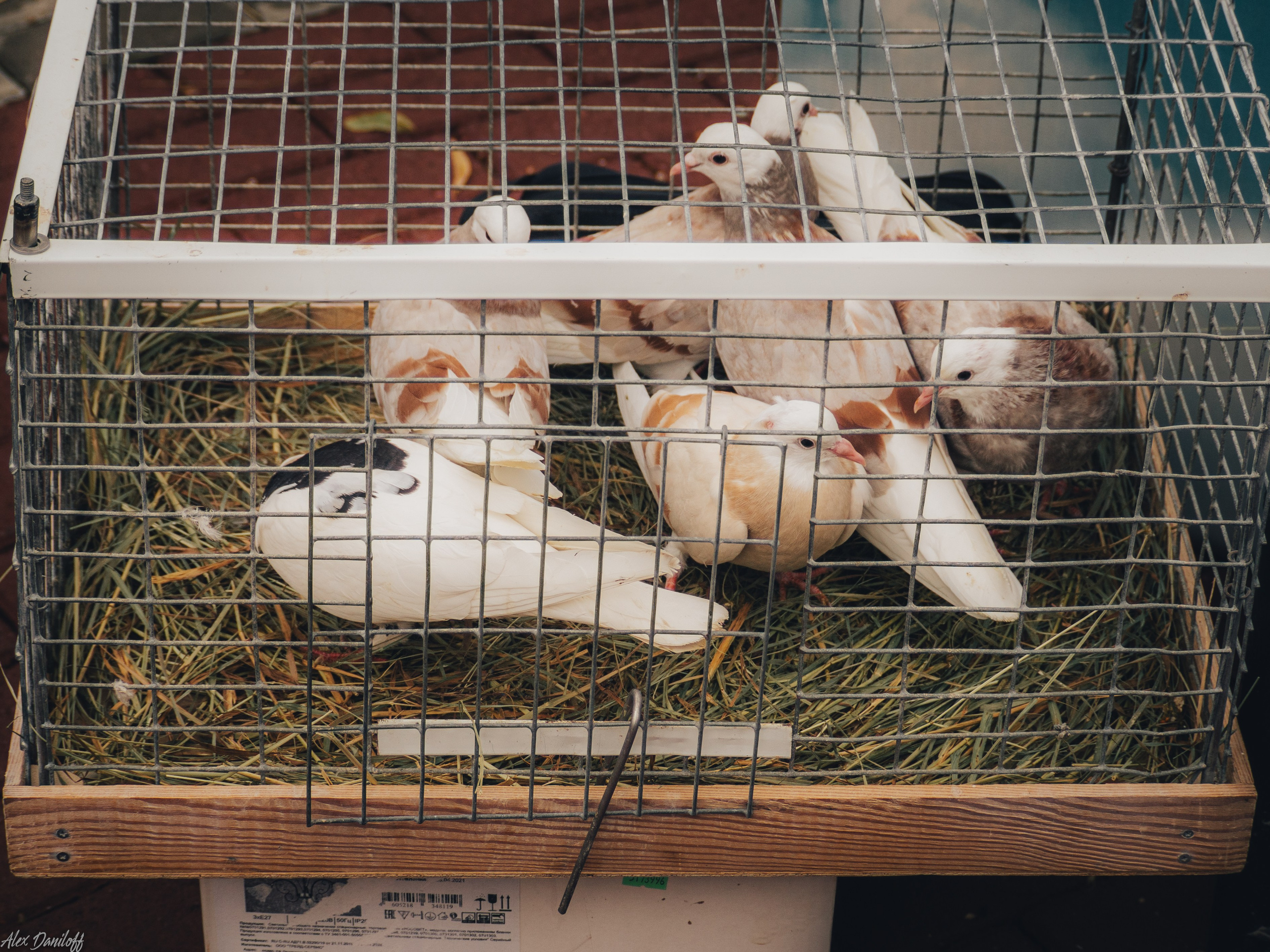 День семьи, любви и верности 2024. Муром-Инфо. Новости культуры, образования, спорта в городе Муром