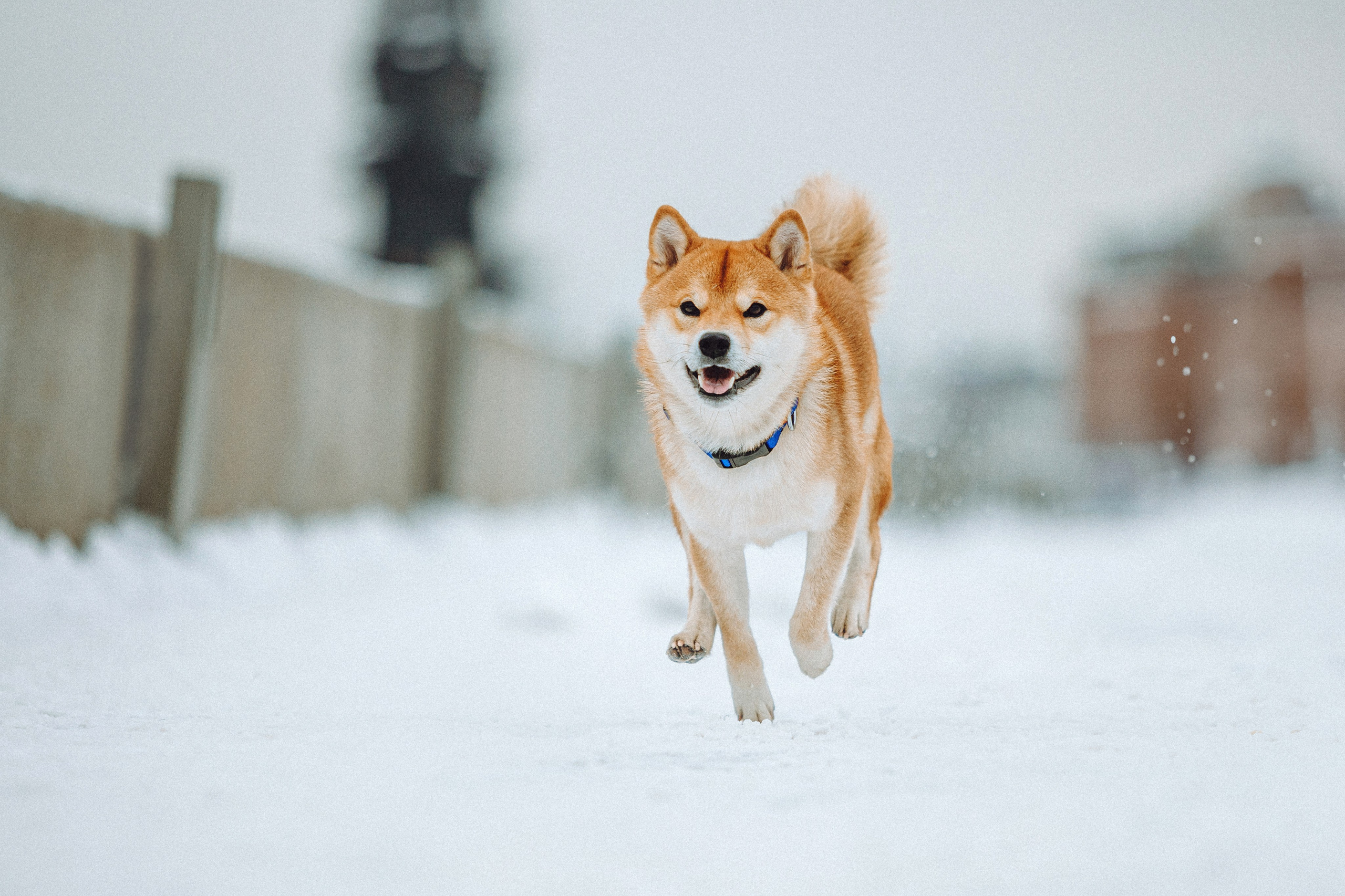 Настя и Ронин