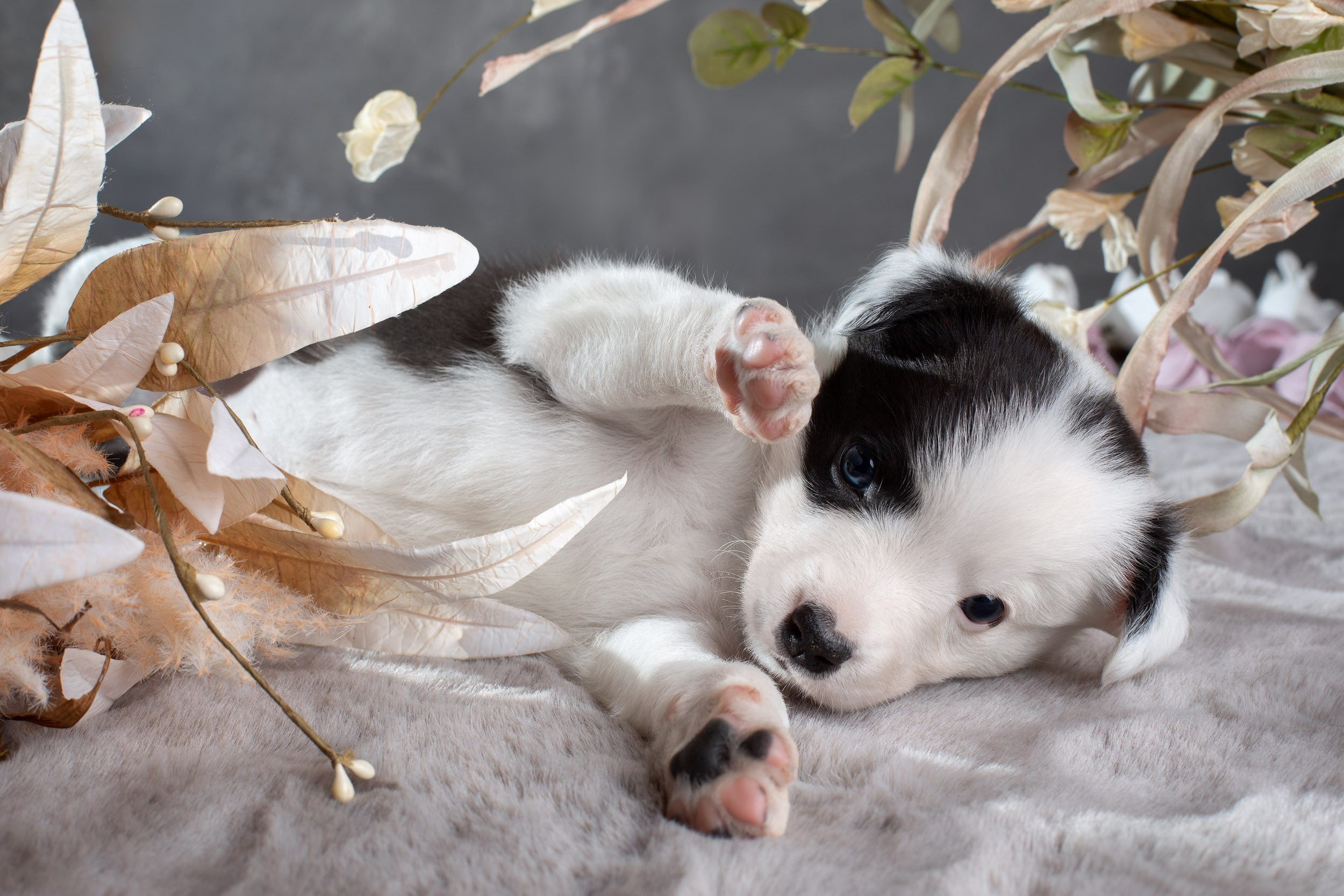 Фотосет помёта щенков для заводчиков. Фотограф-анималист в Москве и Московской области Татьяна Фролова
