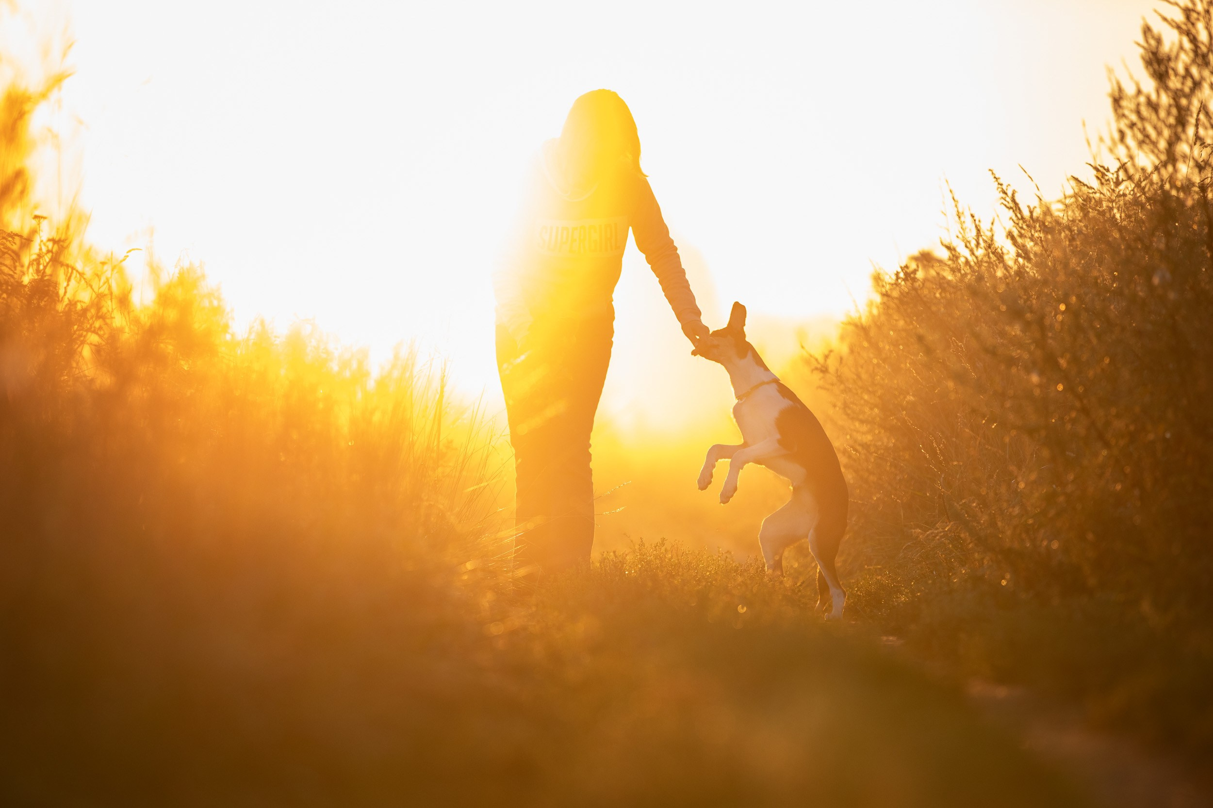 Наташа и короткошерстные колли. Фотограф-анималист в Москве и Московской области Татьяна Фролова