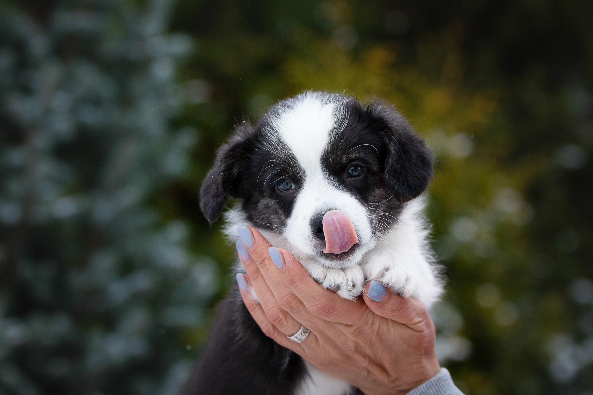 Вельш Корги Кардиганы. Фотограф анималист, семейный фотограф, фотограф собак Комратова Мария. г. Москва