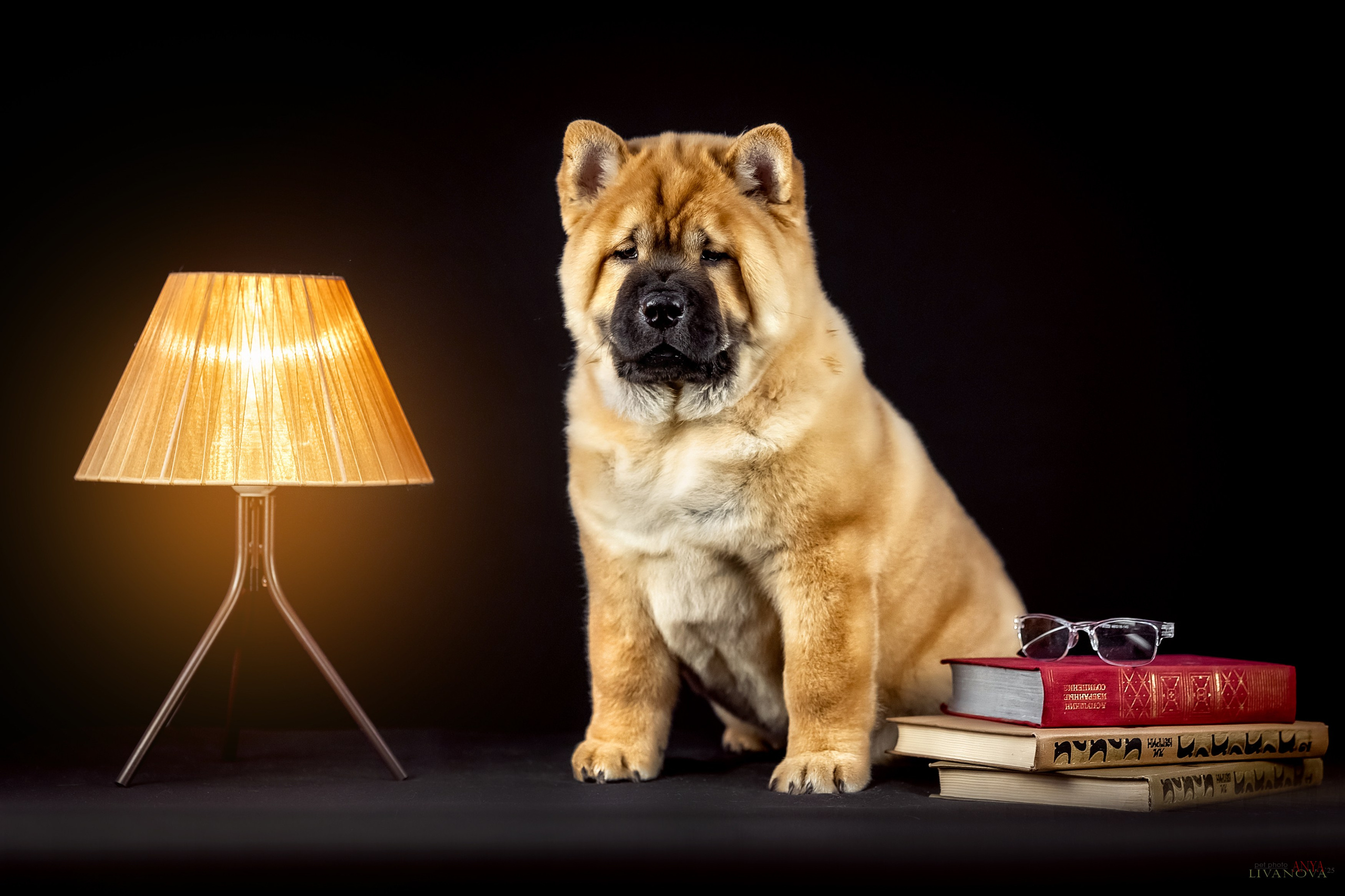 Смуфы. Фотограф анималист Аня Ливанова | Рыбинск