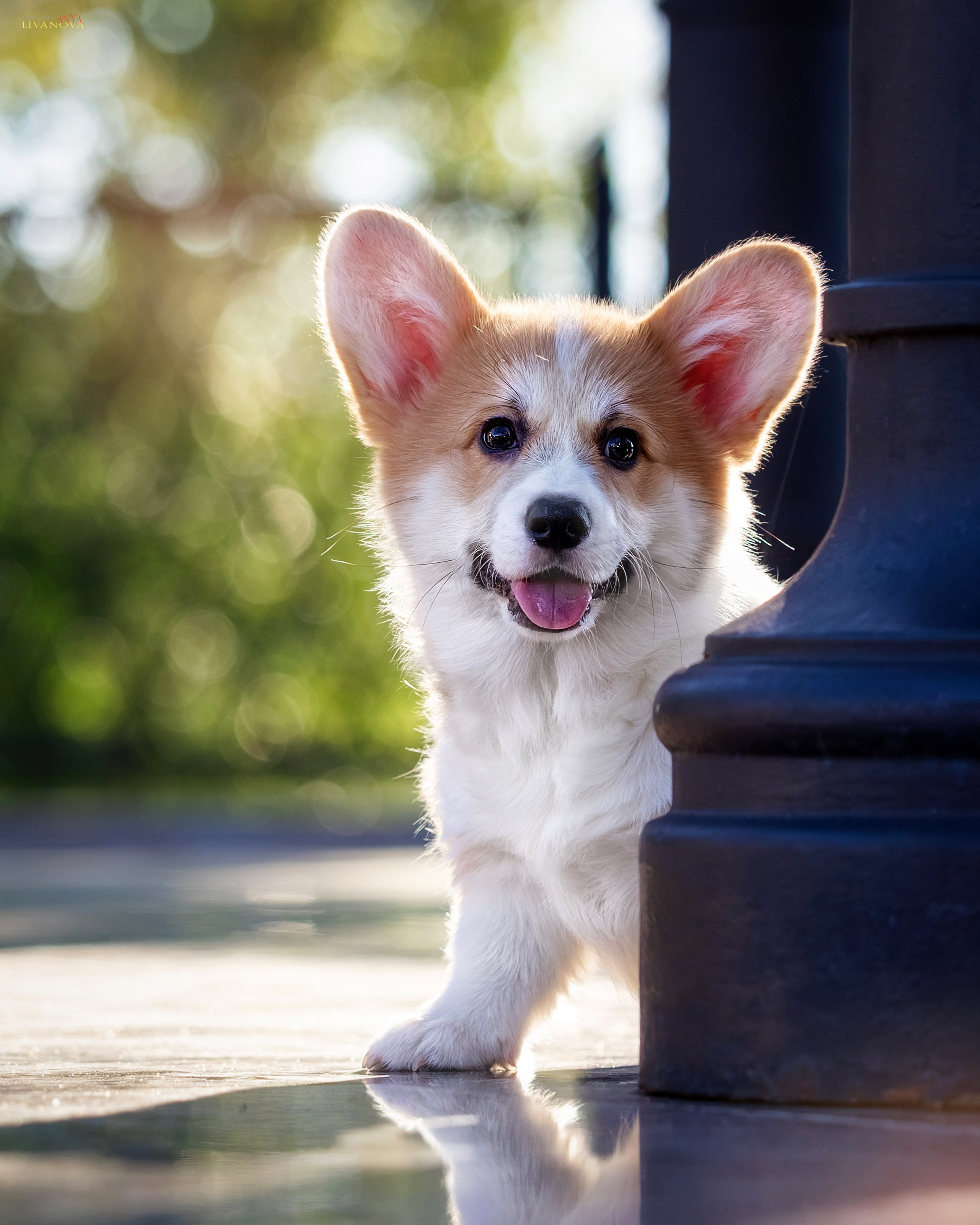 Коржики. Фотограф анималист Аня Ливанова | Рыбинск