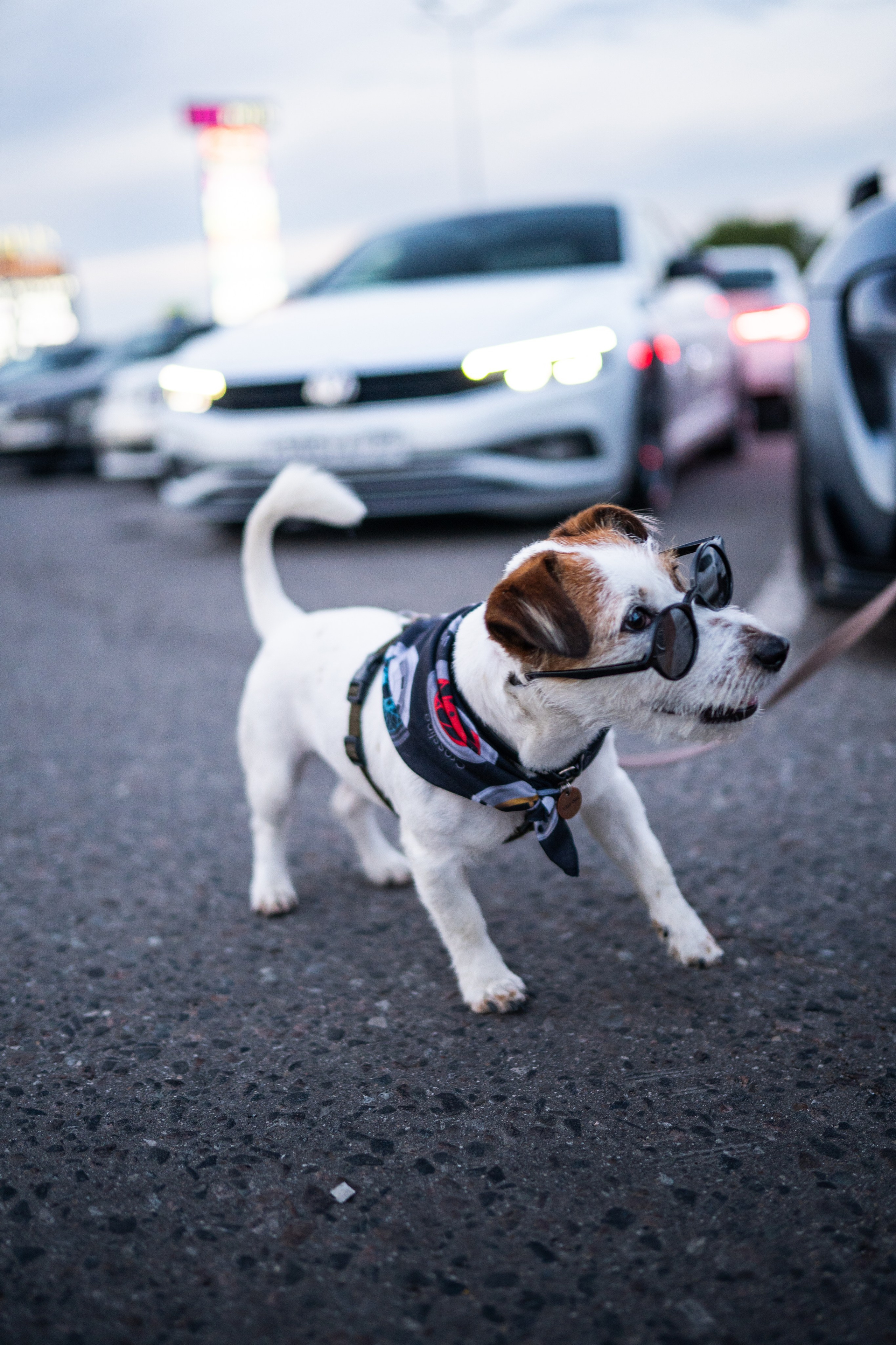 DOWNFLY | 13.07.2024. Mirllaev