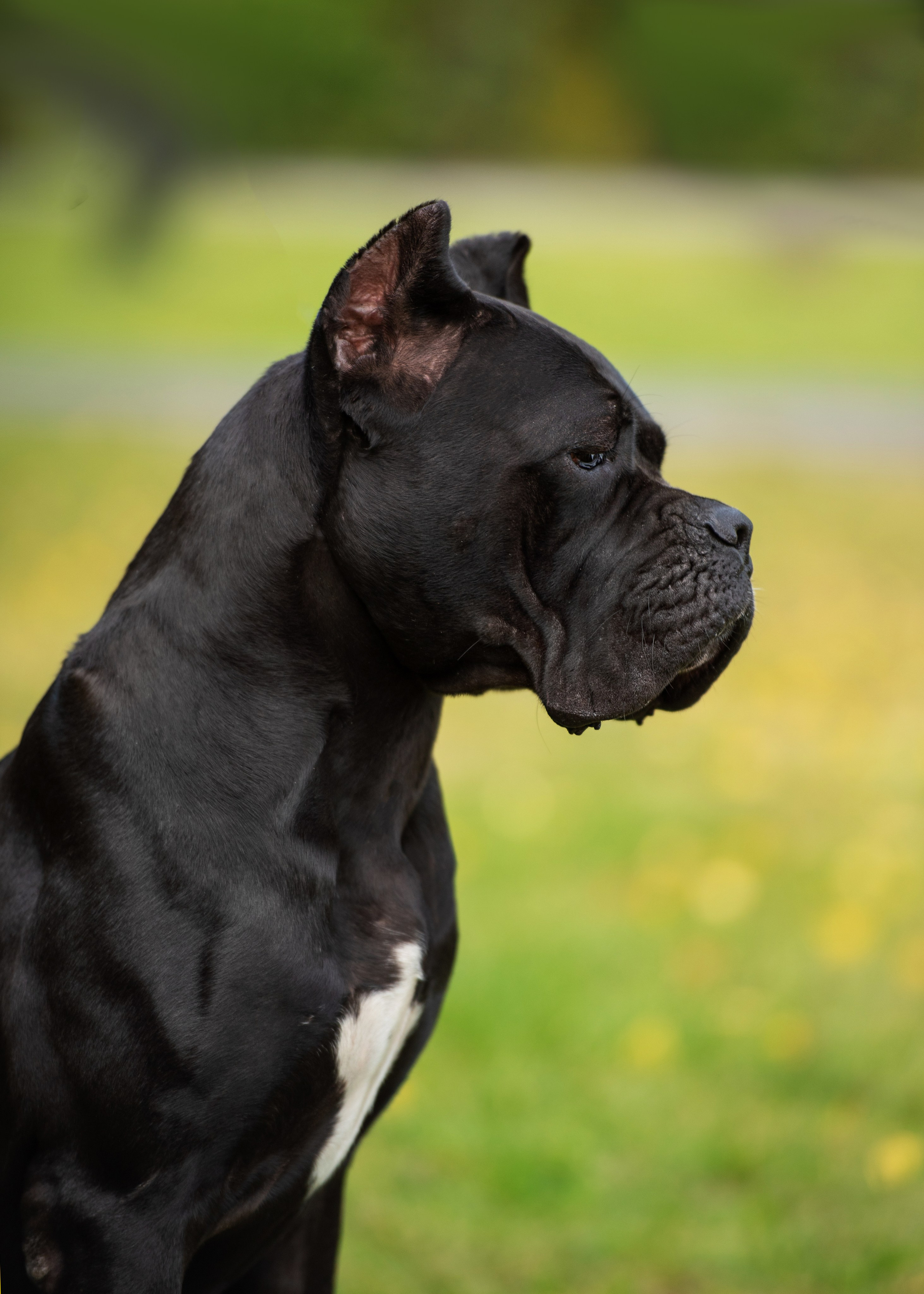 Выставка собак Тюмень 02.09.2023. Дог-фотограф в Тюмени Александра Королева