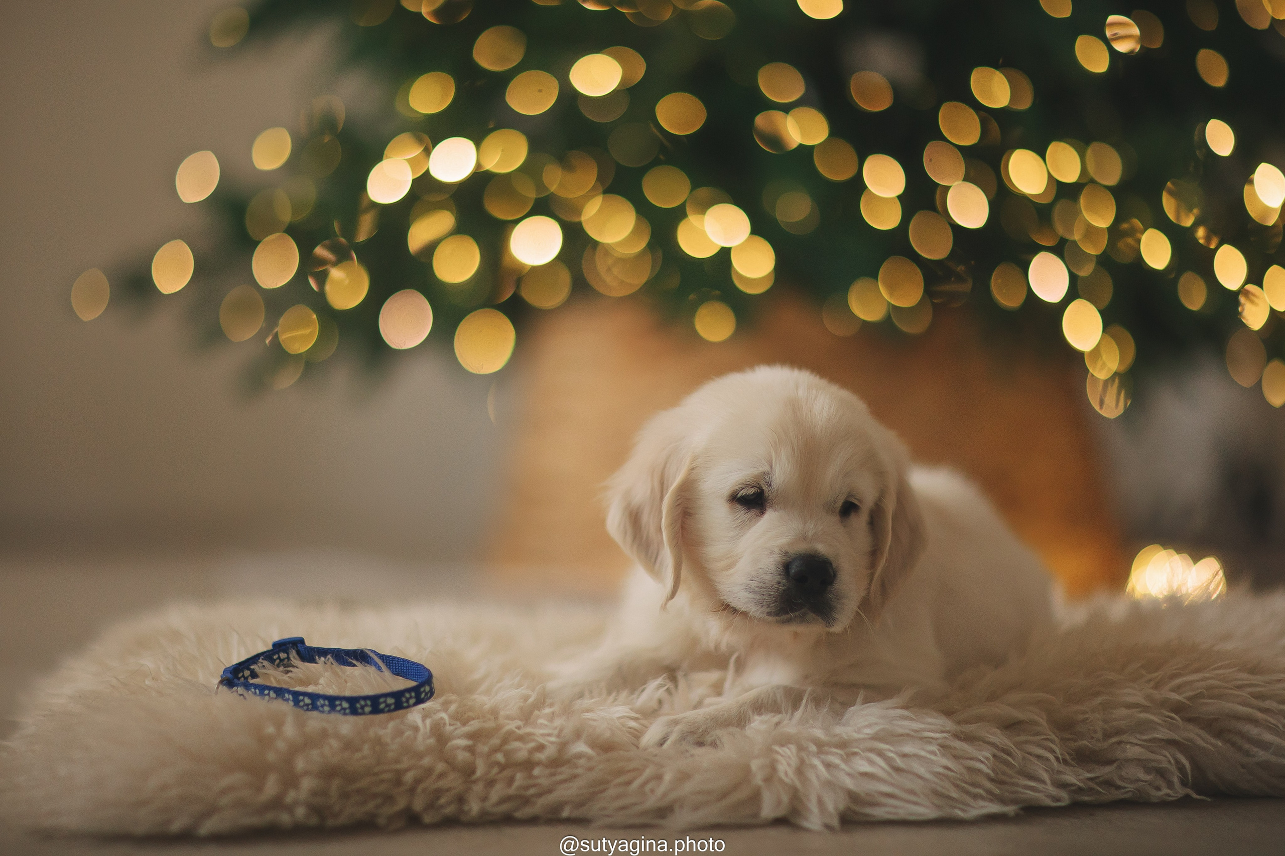 Синий ошейник. Свадебный и женский фотограф